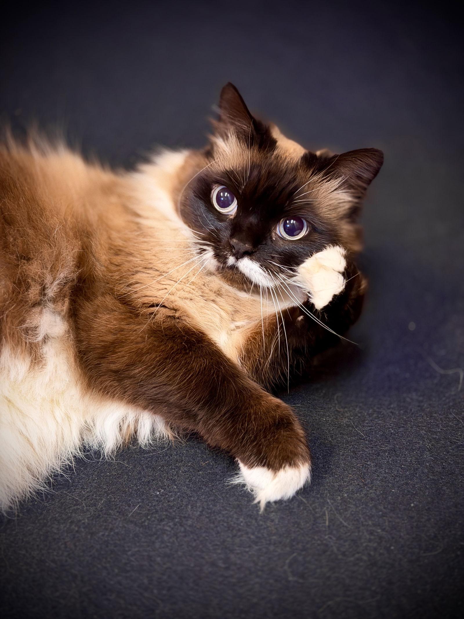 Enlarge Sammie, a Adopted mixed breed in West Cornwall, CT image 3/3