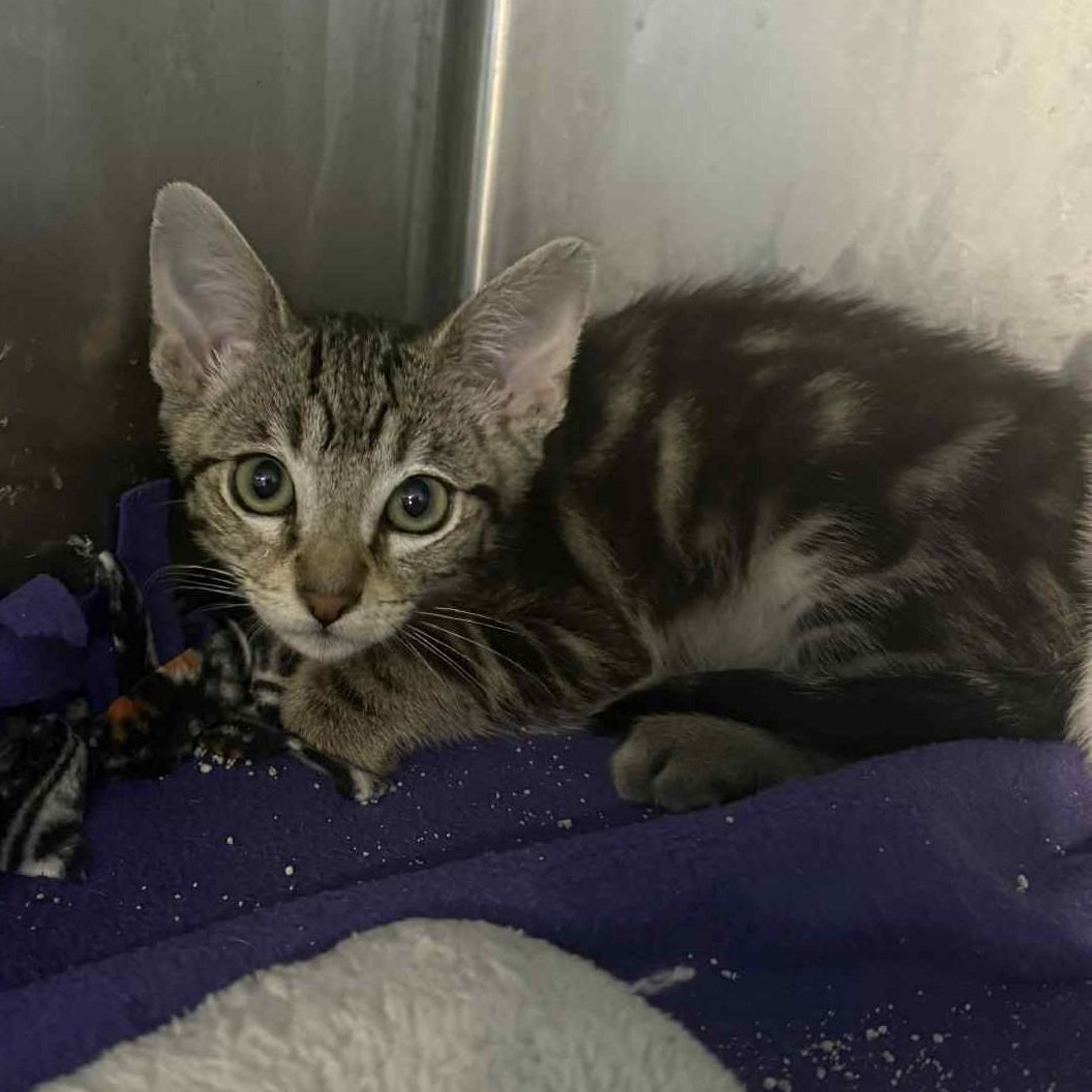Enlarge Hornet, a Adoptable mixed breed in Antioch, CA image 6/6