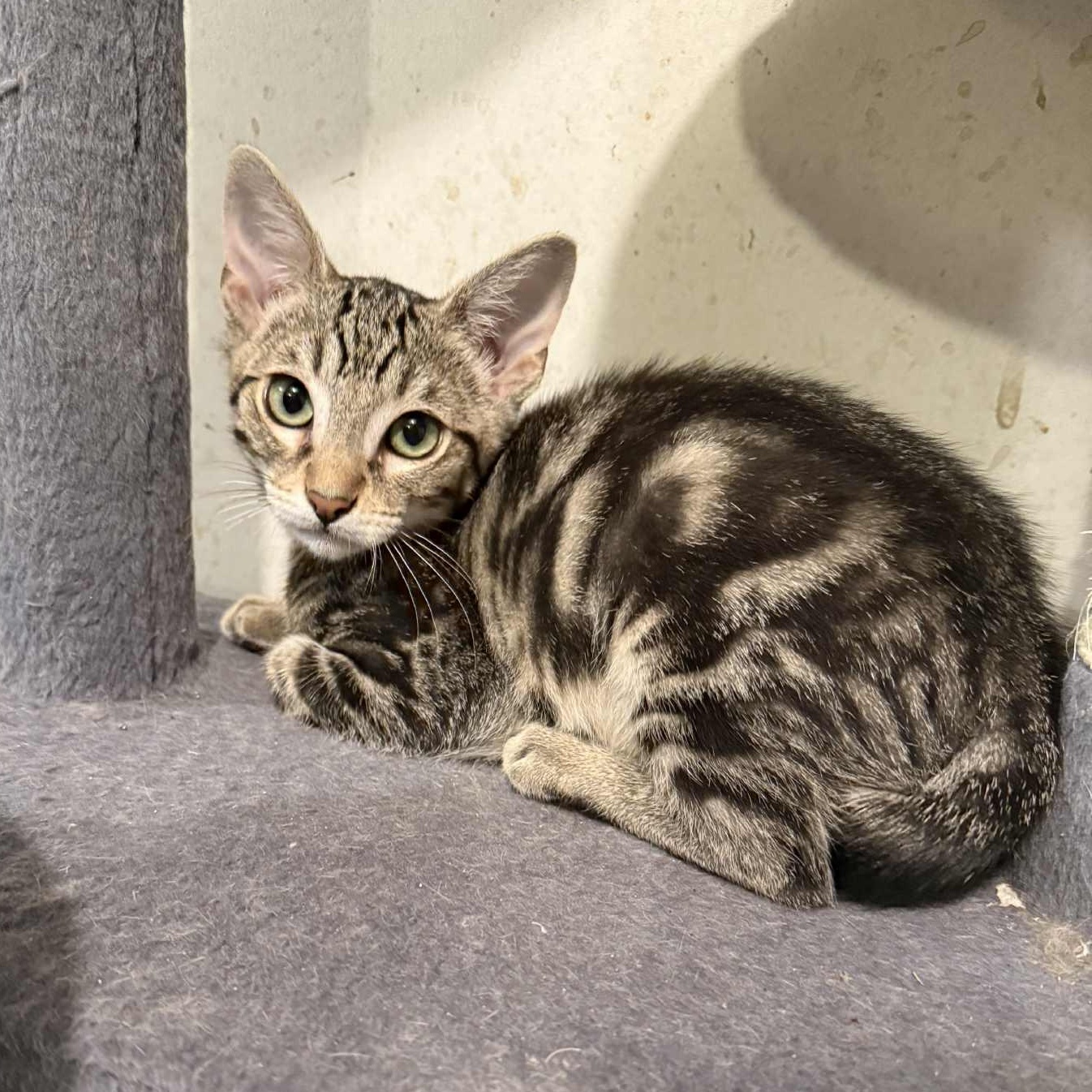 Enlarge Hornet, a Adoptable mixed breed in Antioch, CA image 1/6
