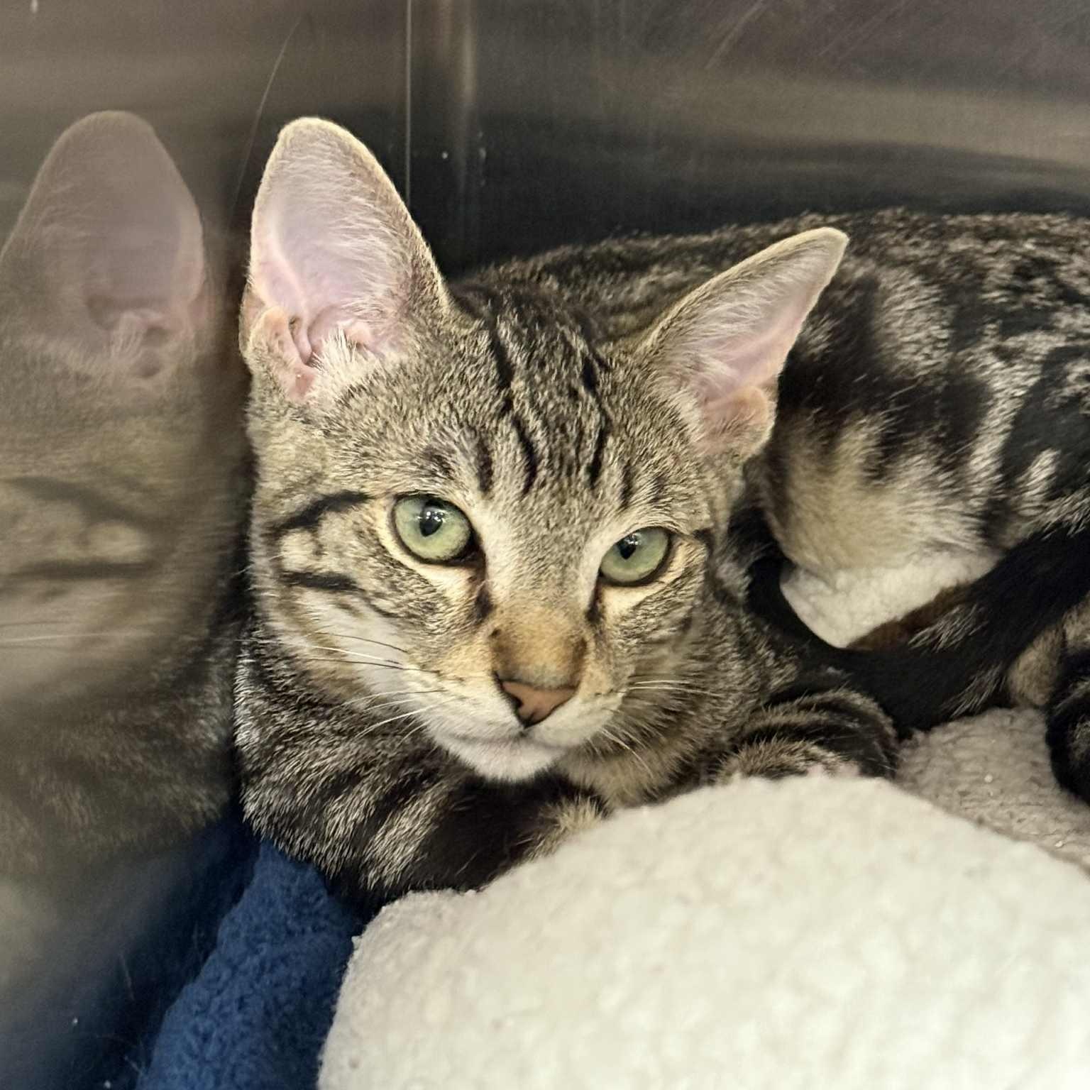 Enlarge Hornet, a Adoptable mixed breed in Antioch, CA image 2/6