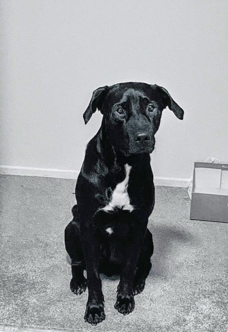 Enlarge Chase (adopted), a Adopted Labrador Retriever in Livonia, MI image 1/1