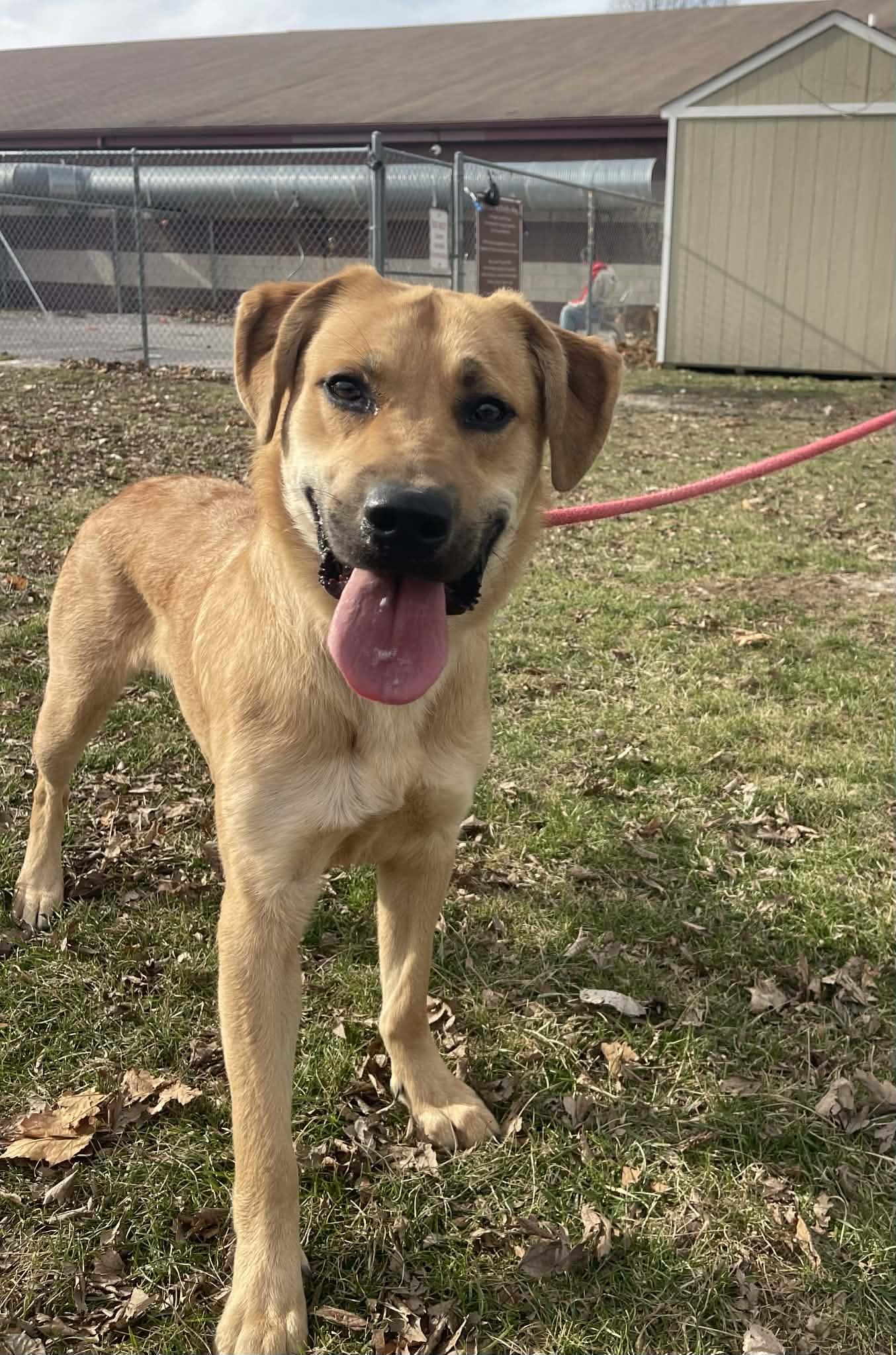 Shaggy (in a FOSTER home), an adopted mixed breed in Springfield, IL image 3/3