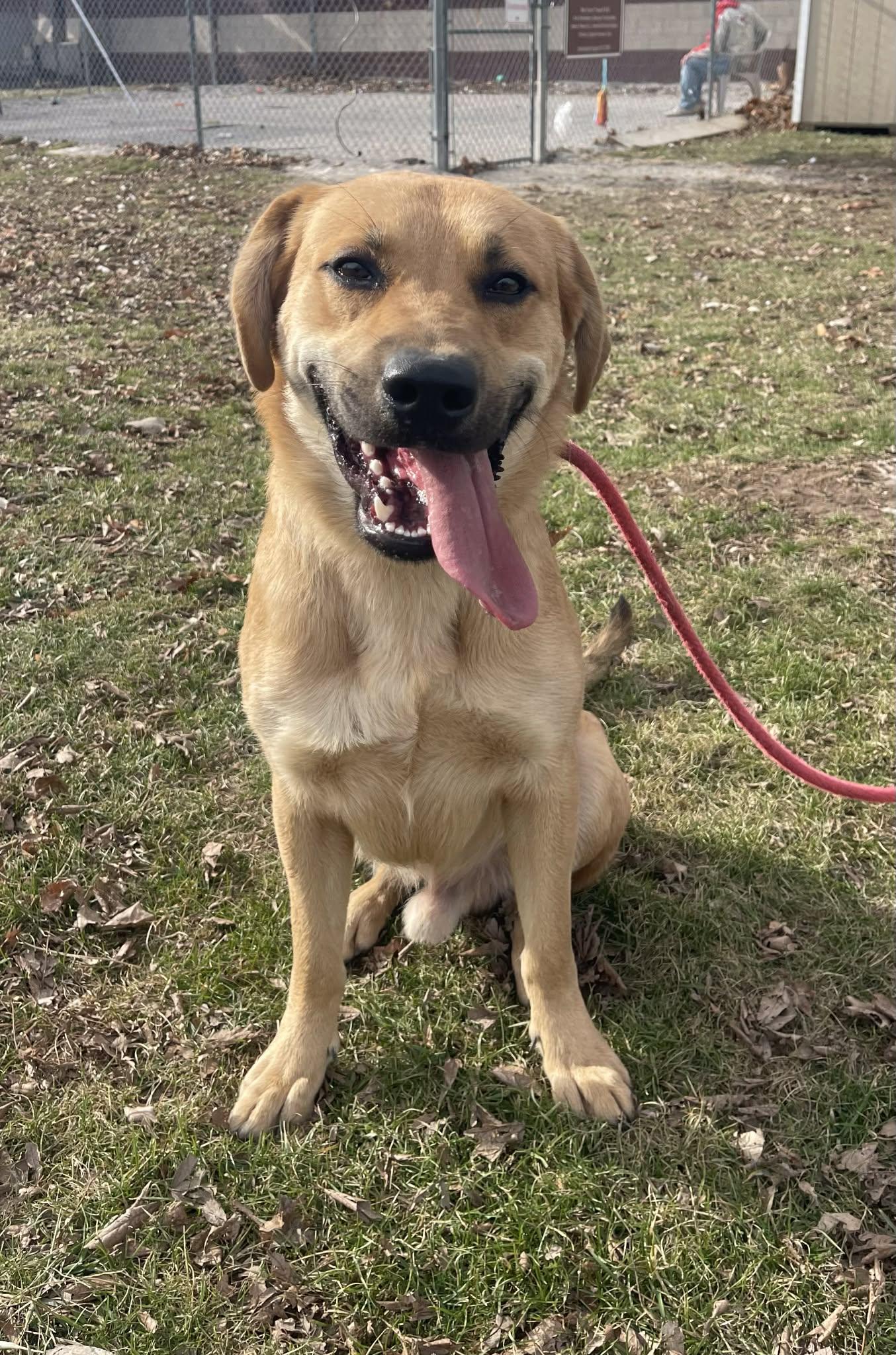 Shaggy (in a FOSTER home), an adopted mixed breed in Springfield, IL image 2/3