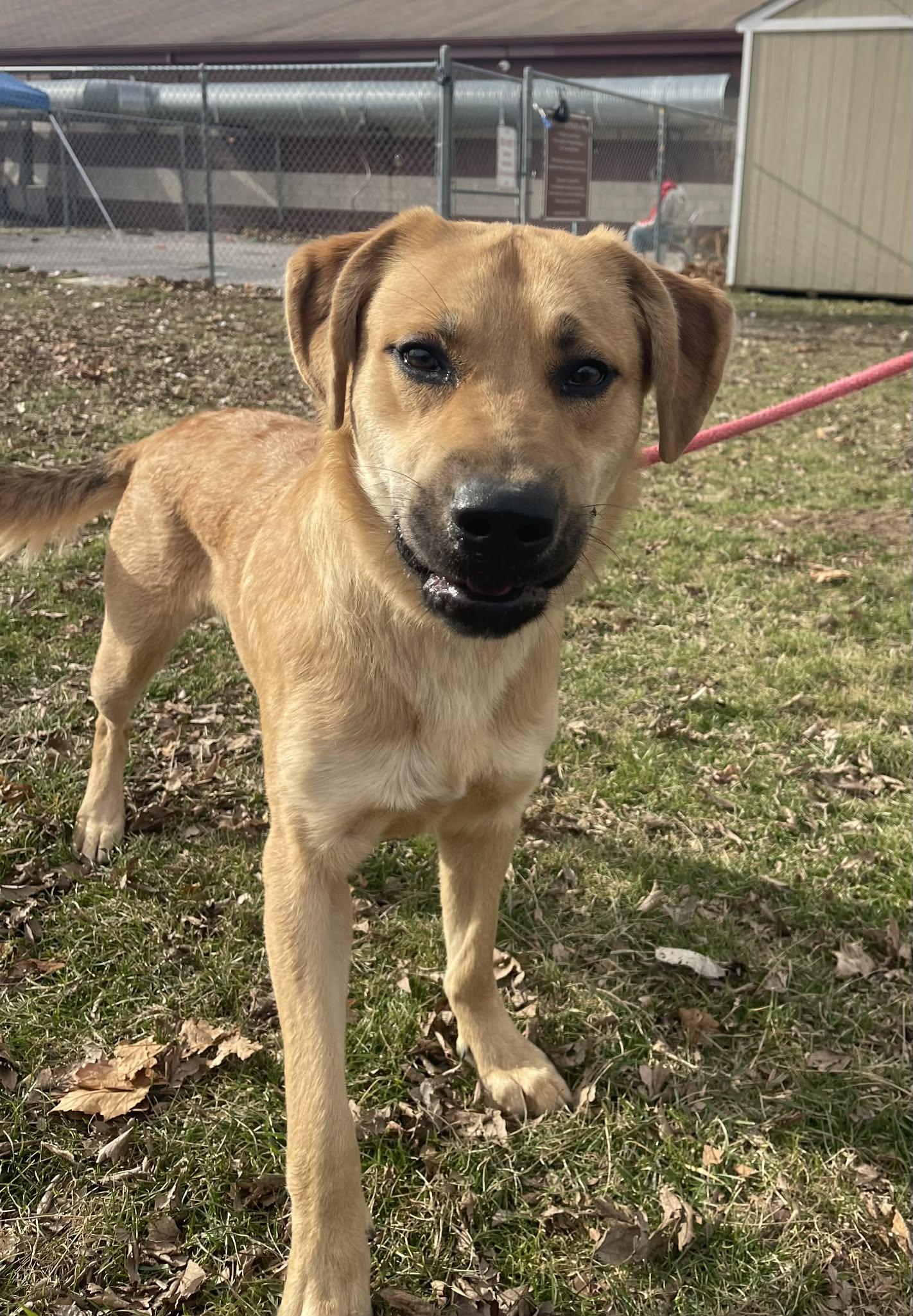 Shaggy (in a FOSTER home), adopted, Young Male German Shepherd Dog.