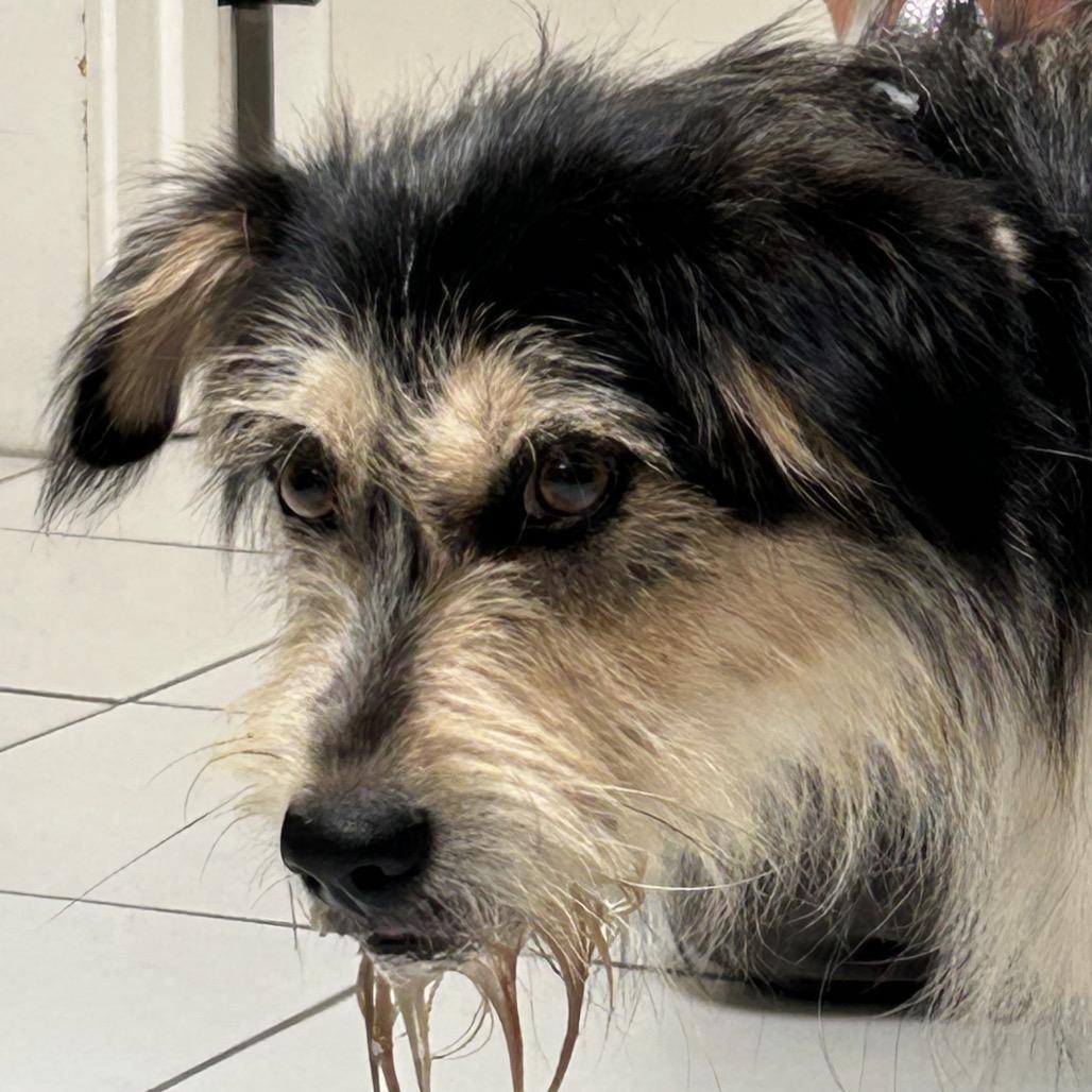 Enlarge Dougie, a Adoptable Terrier in Ojai, CA image 1/1