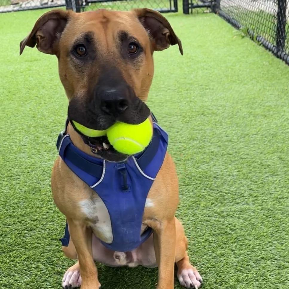 Enlarge Will, a Adoptable Mixed Breed in Waukesha, WI image 1/6