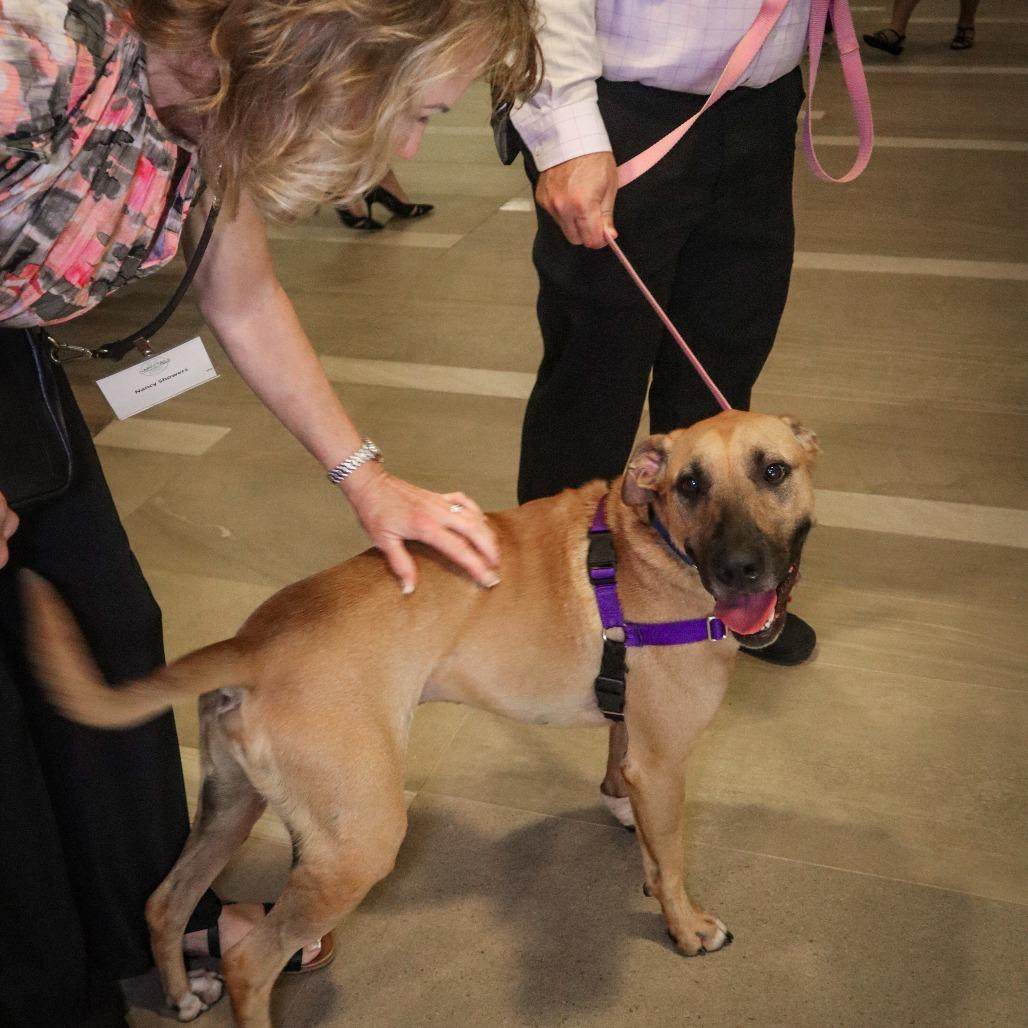 Enlarge Will, a Adoptable Mixed Breed in Waukesha, WI image 2/6