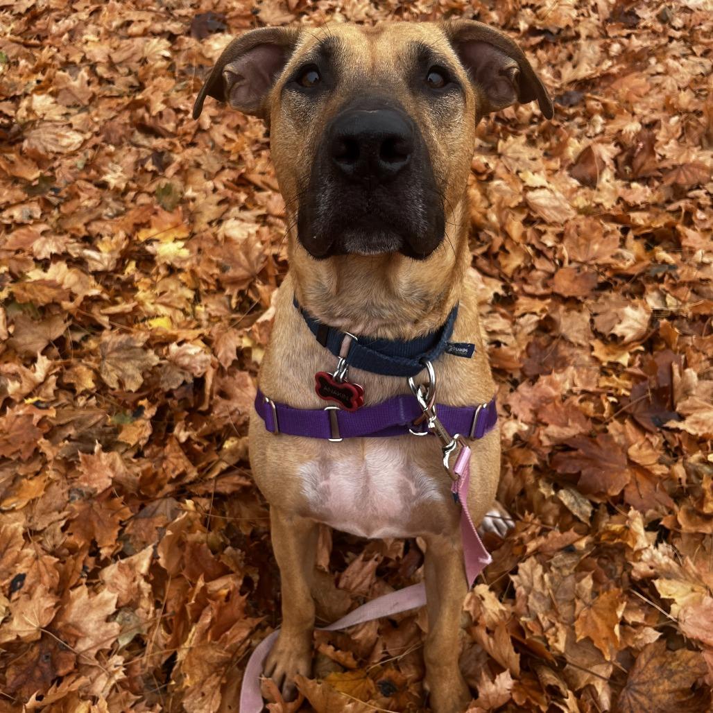 Enlarge Will, a Adoptable Mixed Breed in Waukesha, WI image 3/6