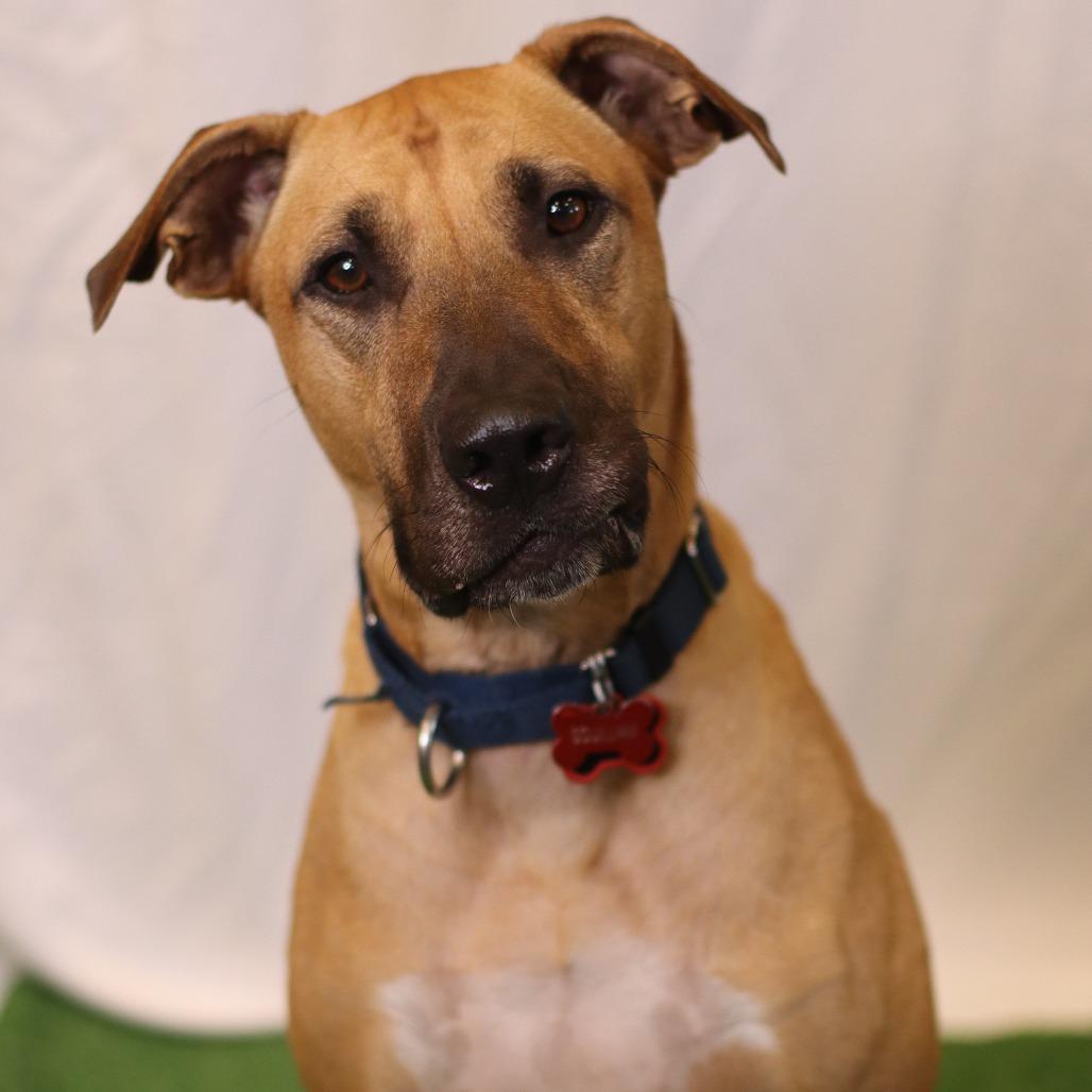 Enlarge Will, a Adoptable Mixed Breed in Waukesha, WI image 4/6
