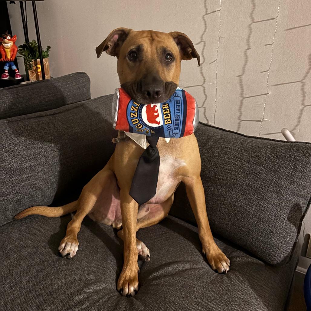 Enlarge Will, a Adoptable Mixed Breed in Waukesha, WI image 5/6