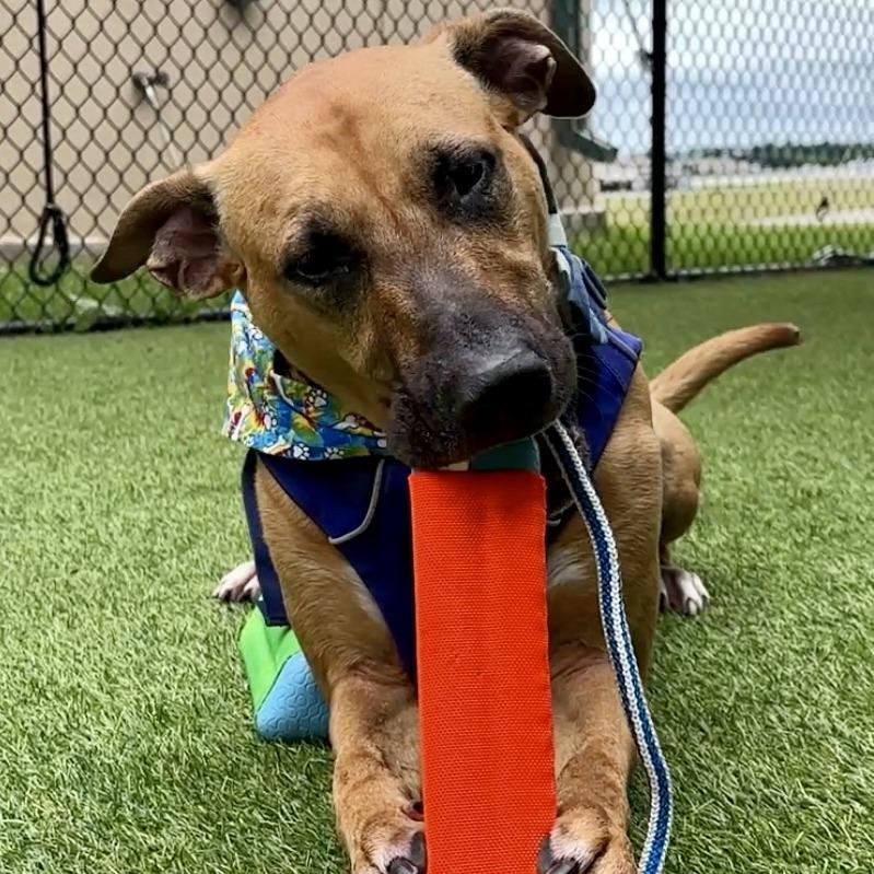 Enlarge Will, a Adoptable Mixed Breed in Waukesha, WI image 6/6