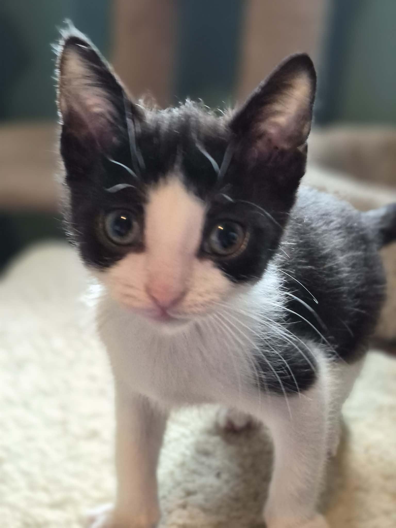 Charlie, adopted, Kitten Male Domestic Short Hair.