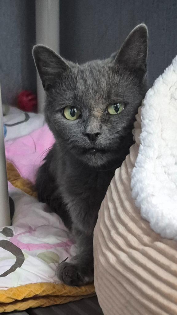 Enlarge Zelda, a Adoptable mixed breed in Moriarty, NM image 1/2