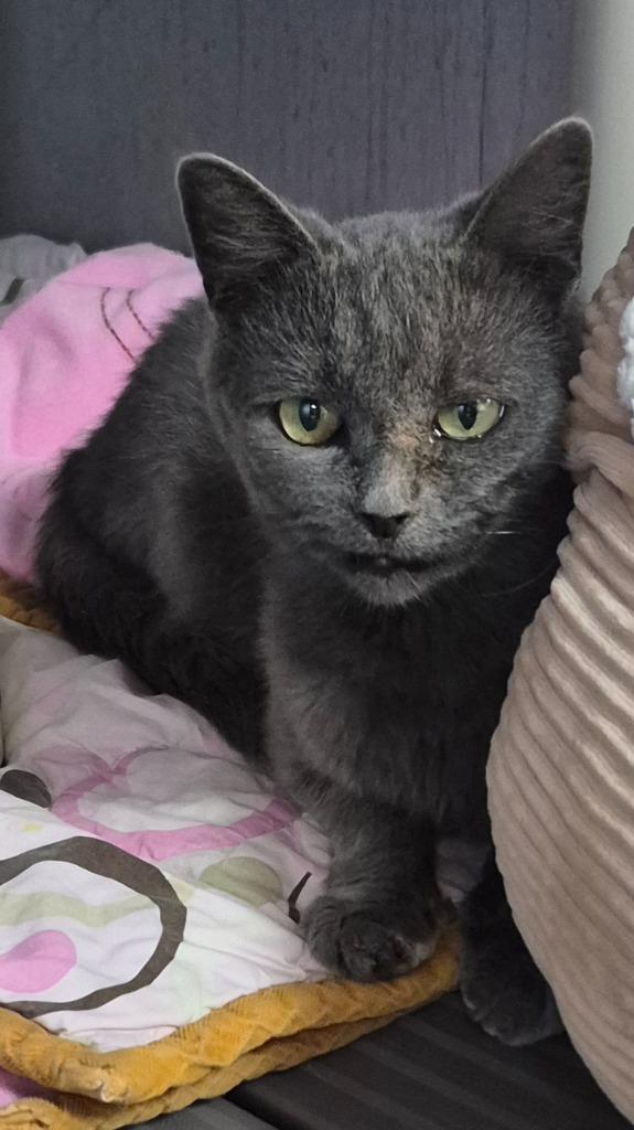 Enlarge Zelda, a Adoptable mixed breed in Moriarty, NM image 2/2