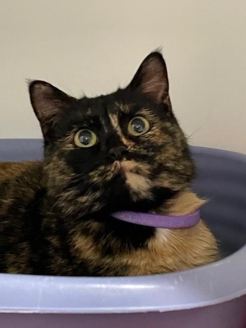 Enlarge Billie, an adopted Domestic Short Hair in Hayward, WI image 1/1