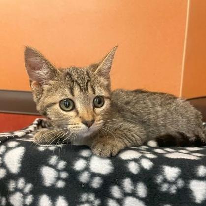 Enlarge Q Tip, a Adoptable Domestic Short Hair in Rochester, MN image 2/2