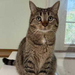 Q Tip, Adoptable, Young Female Domestic Short Hair.