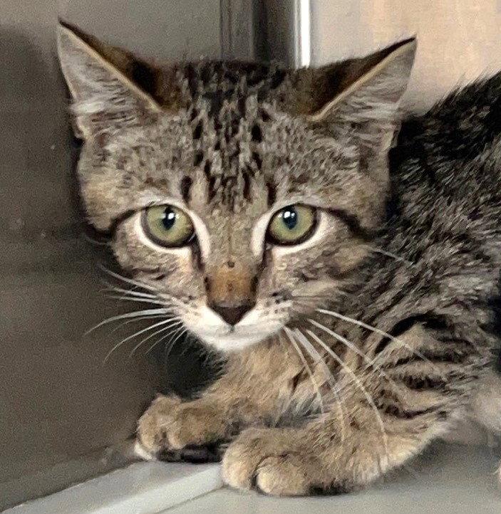 Enlarge Alfred, a Adoptable Tabby in Carrollton, GA image 2/3