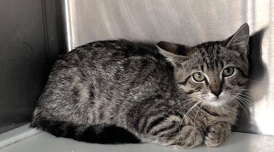 Enlarge Alfred, a Adoptable Tabby in Carrollton, GA image 3/3
