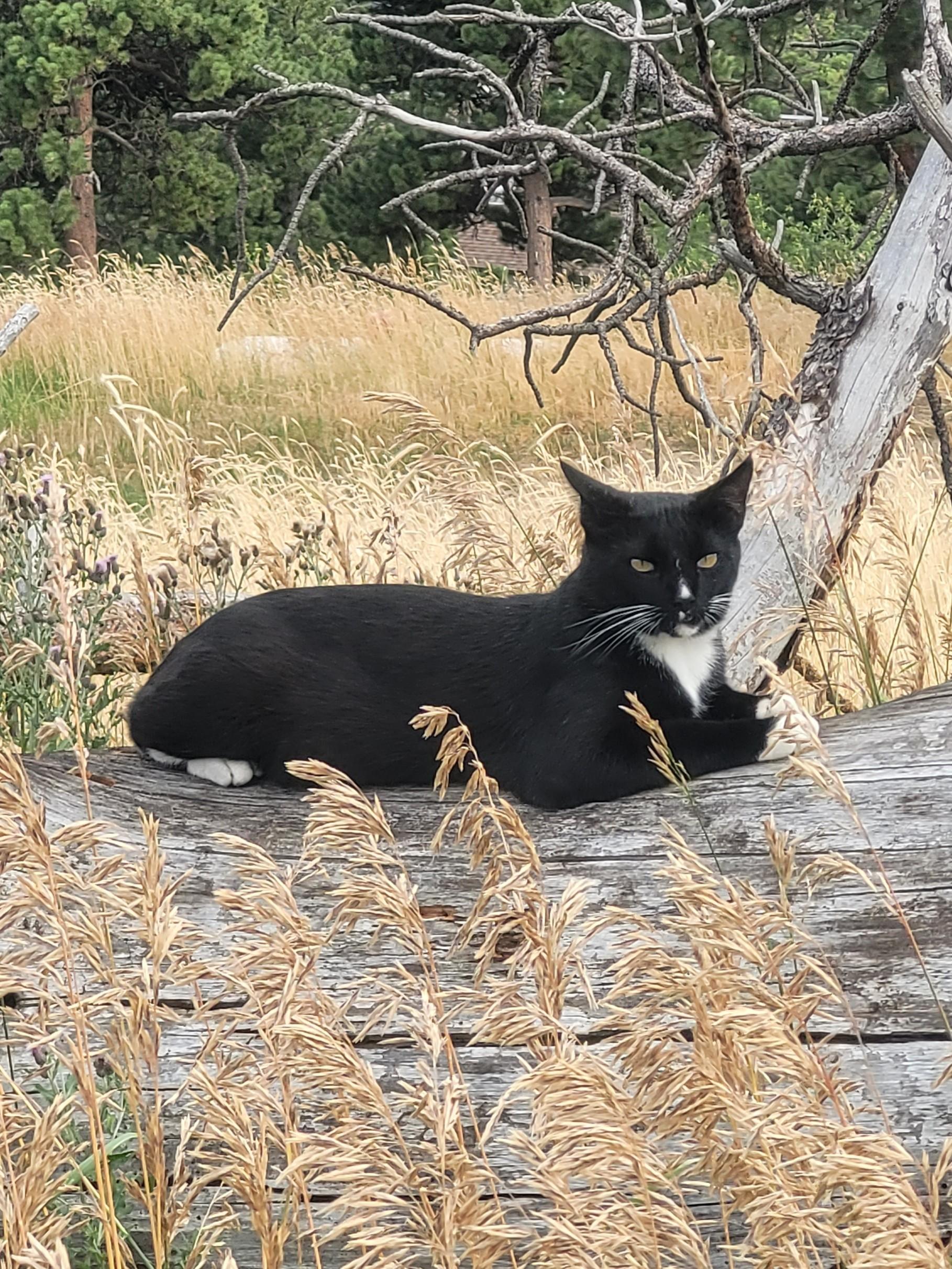 Tux - handsome Tuxedo boy, a ADOPTABLE Tuxedo in Boulder, CO image 4/5