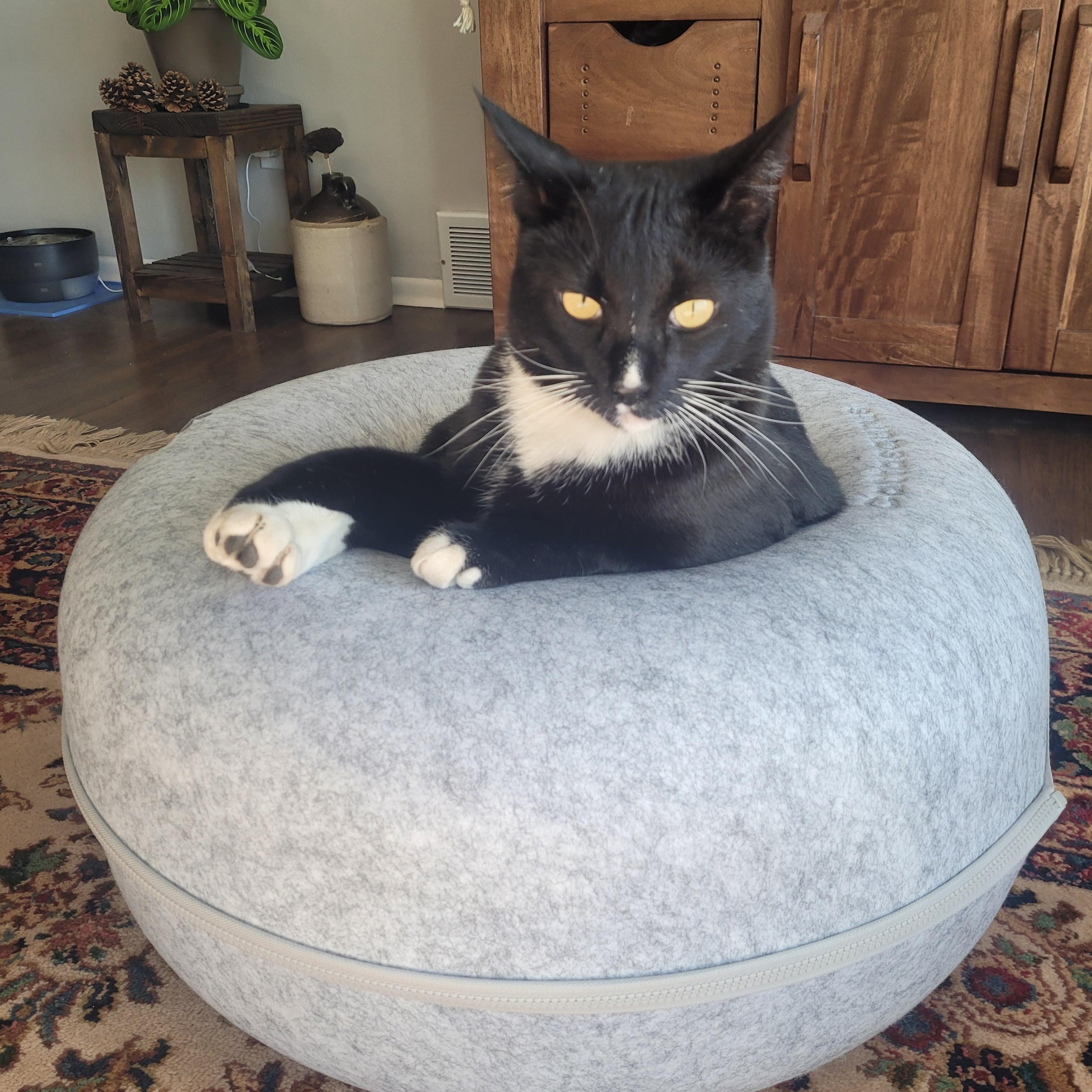 Tux - handsome Tuxedo boy, a ADOPTABLE Tuxedo in Boulder, CO image 2/6