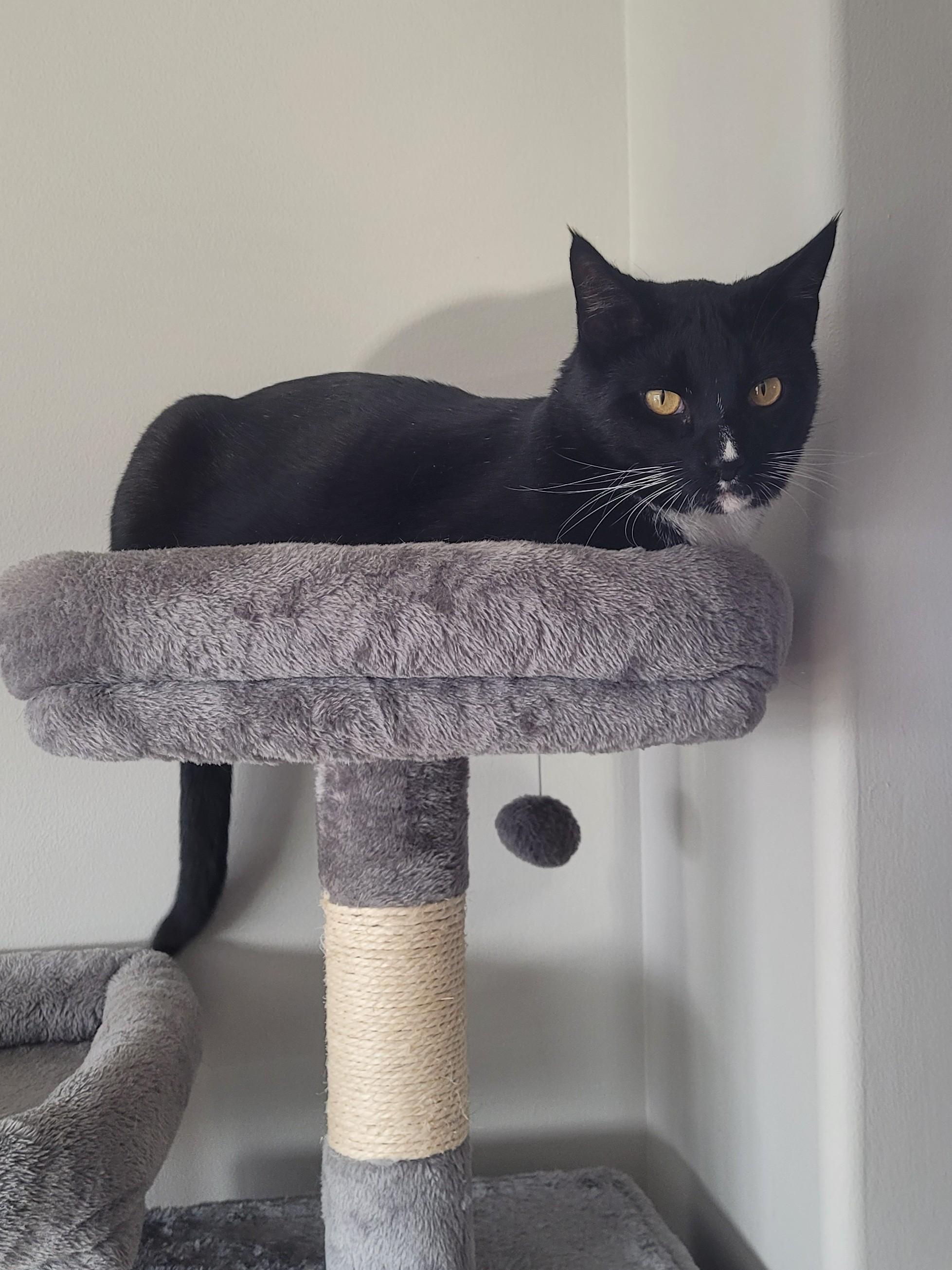 Tux - handsome Tuxedo boy, a ADOPTABLE Tuxedo in Boulder, CO image 3/5
