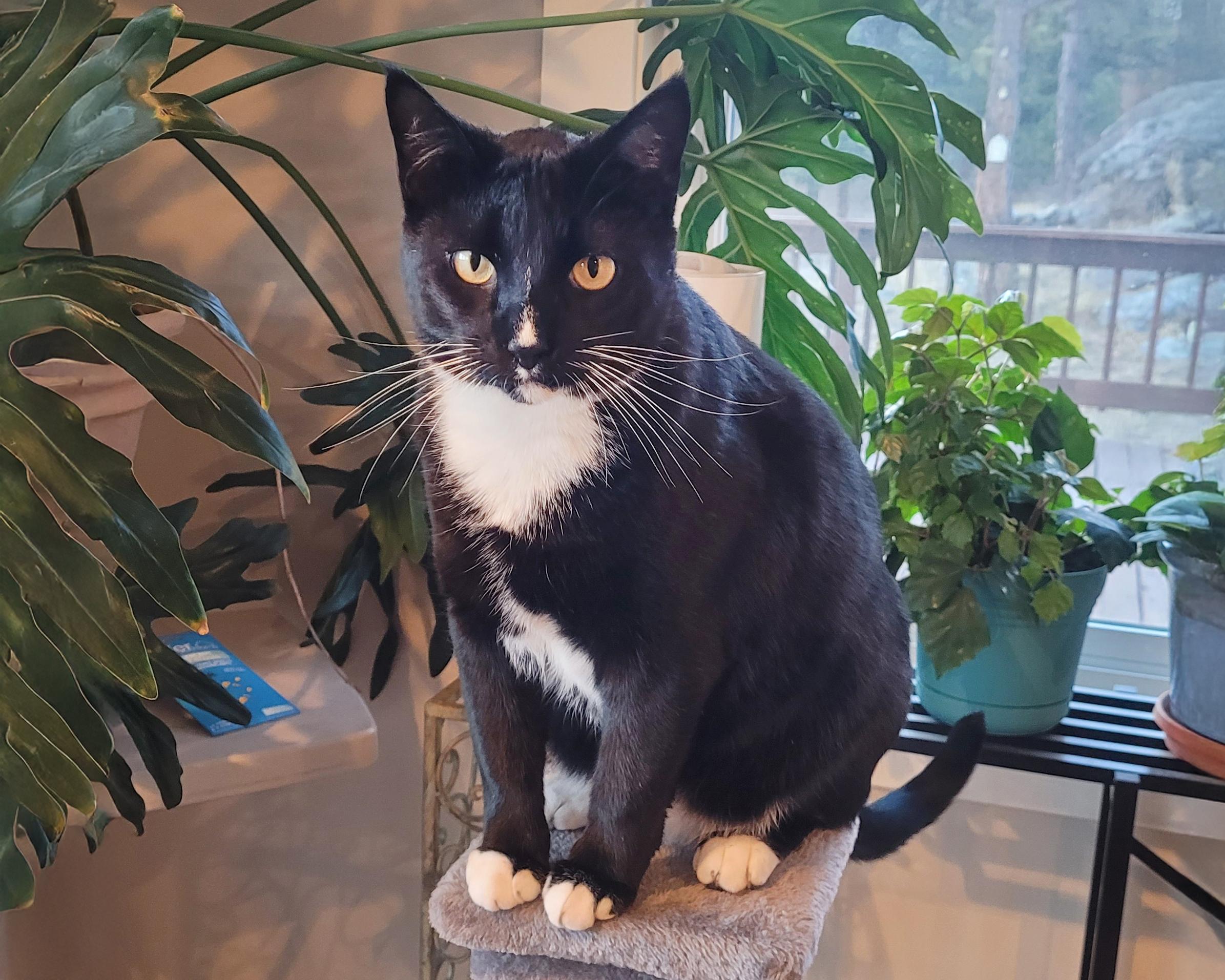 Tux - handsome Tuxedo boy, a ADOPTABLE Tuxedo in Boulder, CO image 1/5