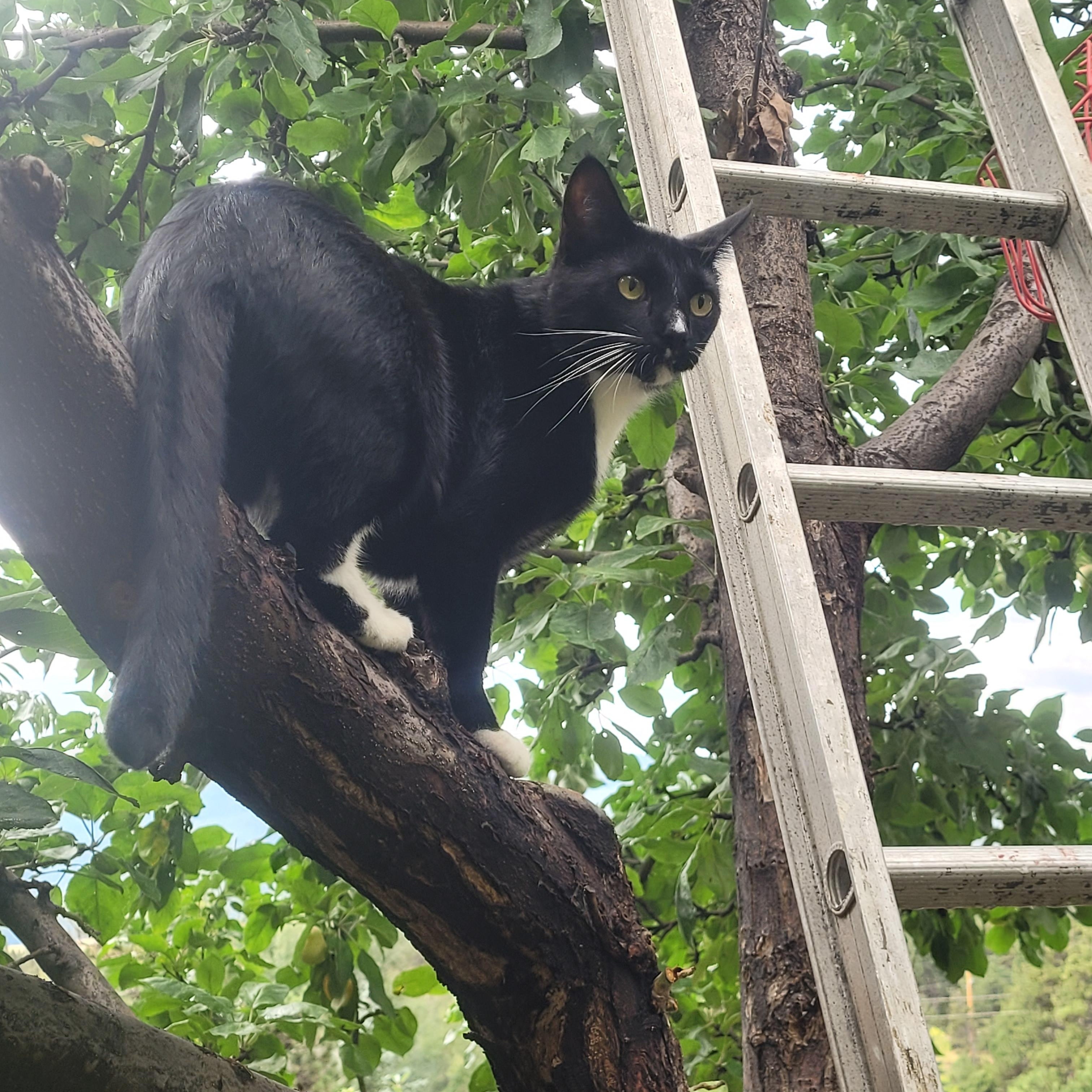 Tux - handsome Tuxedo boy, a ADOPTABLE Tuxedo in Boulder, CO image 5/5