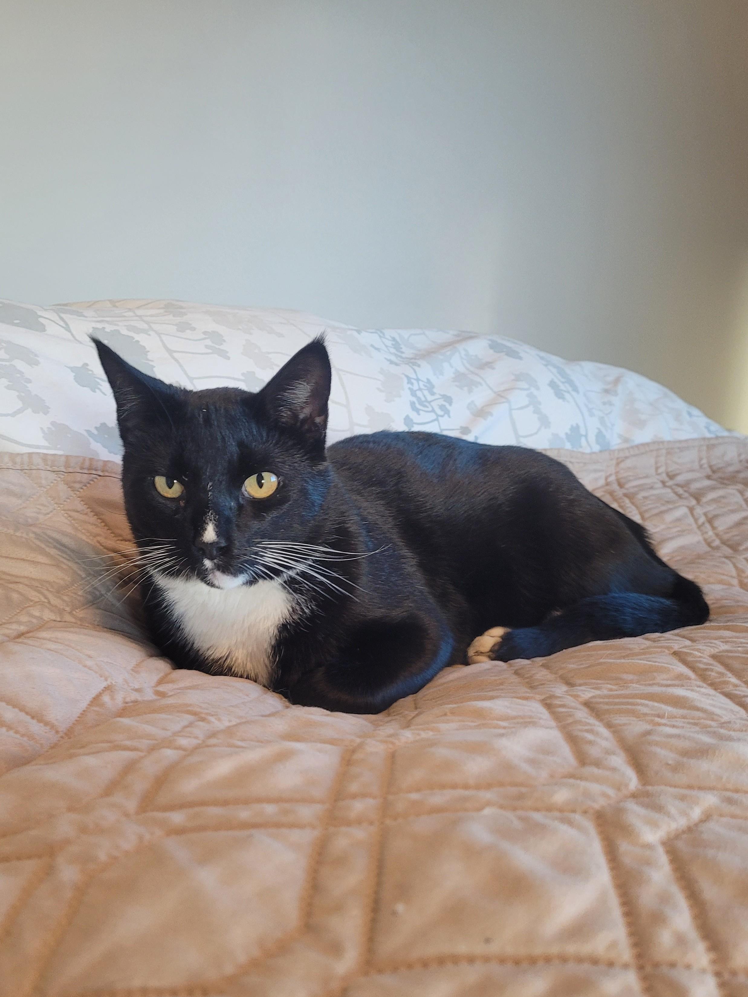 Tux - handsome Tuxedo boy, a ADOPTABLE Tuxedo in Boulder, CO image 2/5