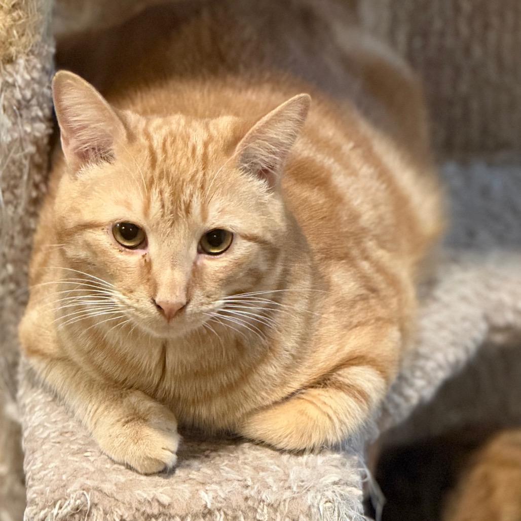 Thomas, Adoptable, Young Male Domestic Short Hair.