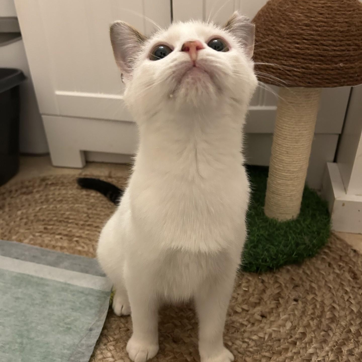 Lido, an adoptable Domestic Short Hair in Cooperstown, NY image 5/5