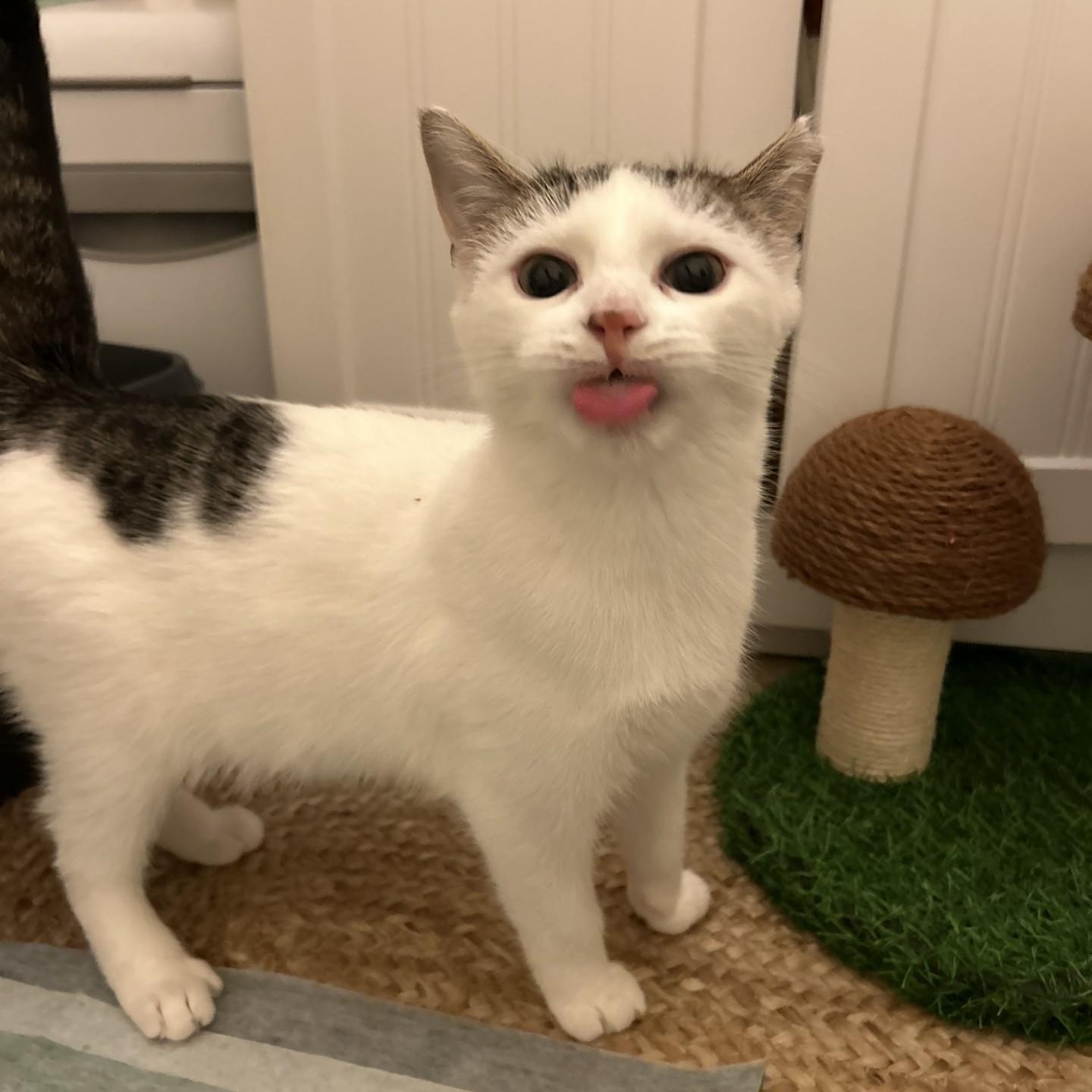 Lido, adoptable, Kitten Male Domestic Short Hair.