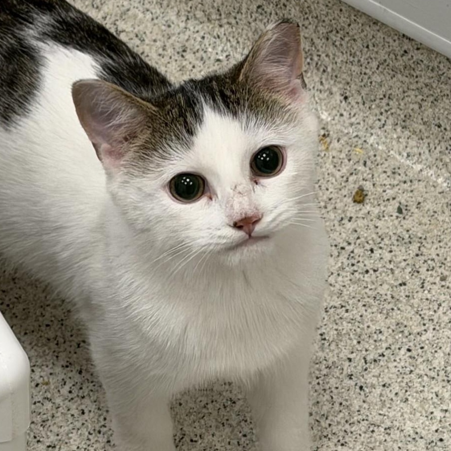 Lido, an adoptable Domestic Short Hair in Cooperstown, NY image 2/5