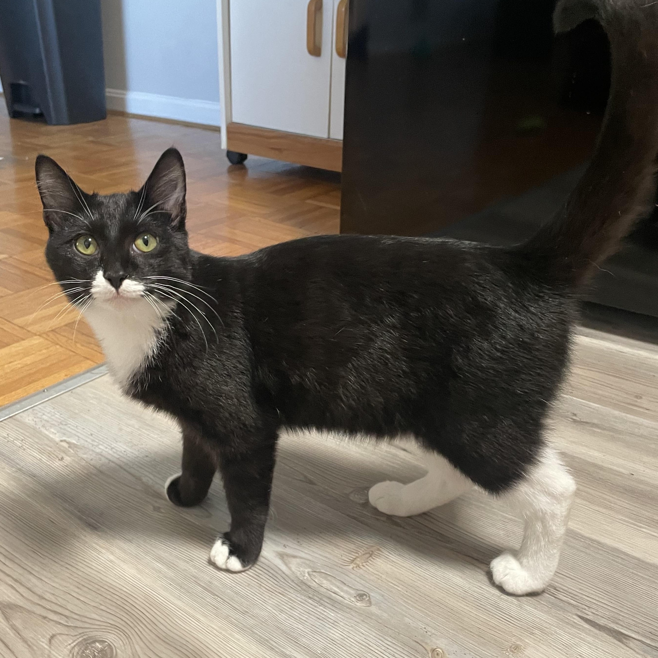 Enlarge George, a Adopted Domestic Short Hair in Winchester, VA image 1/2