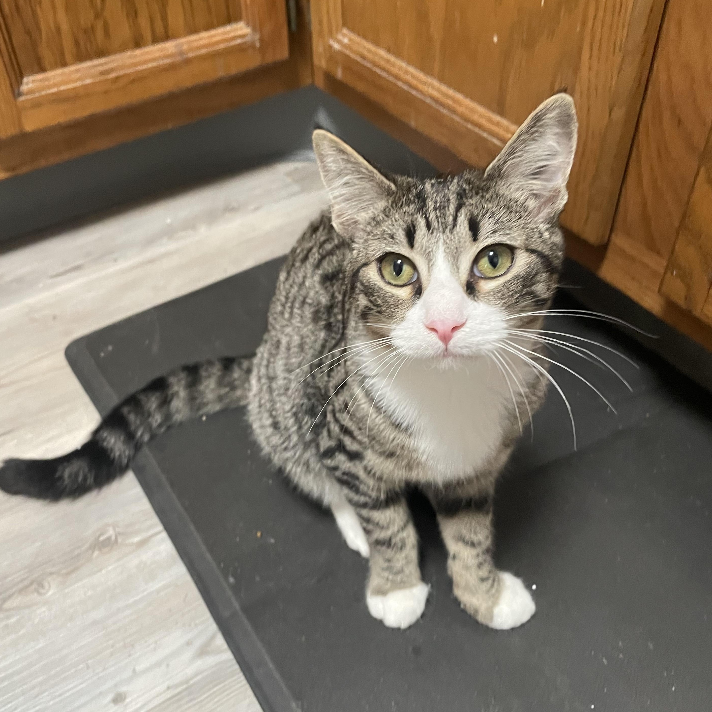 Enlarge George, a Adopted Domestic Short Hair in Winchester, VA image 2/2