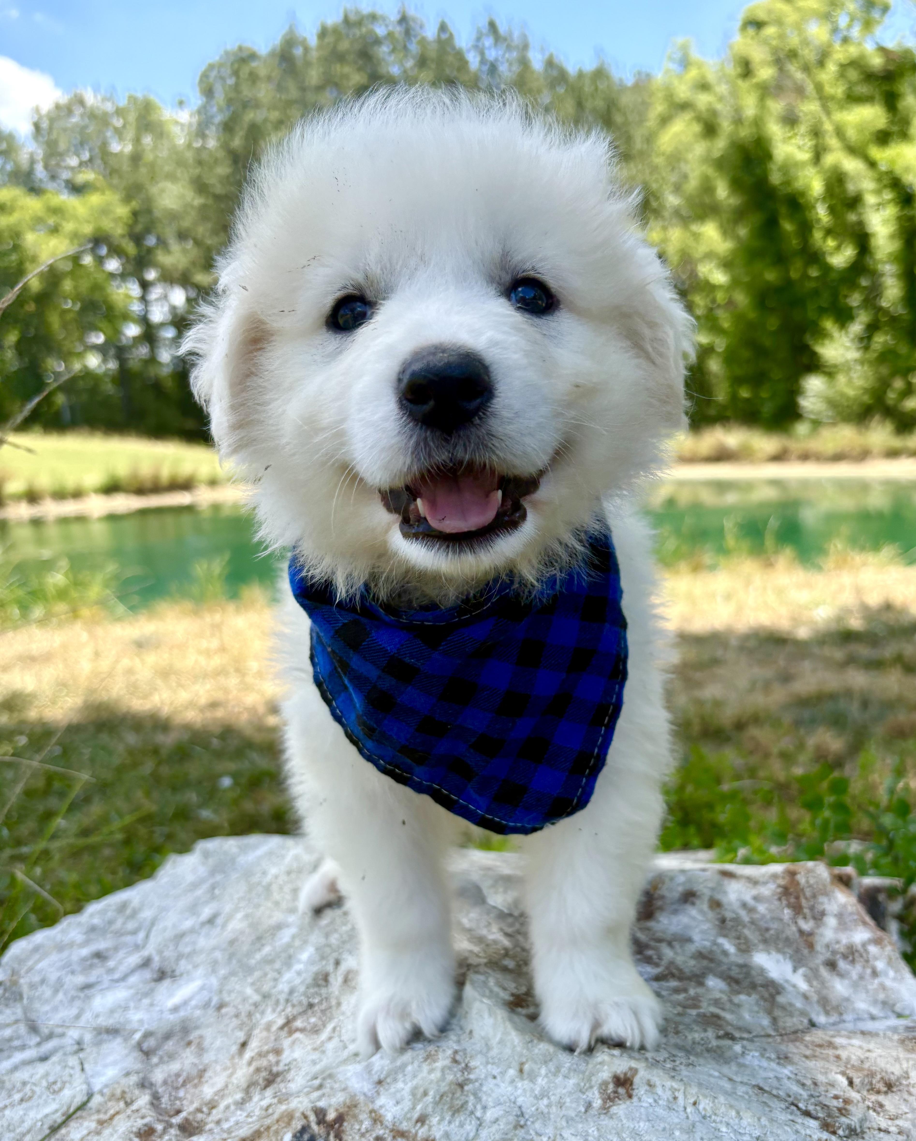 Lucky Charm, an adoptable Great Pyrenees in Pittsboro, NC image 1/5