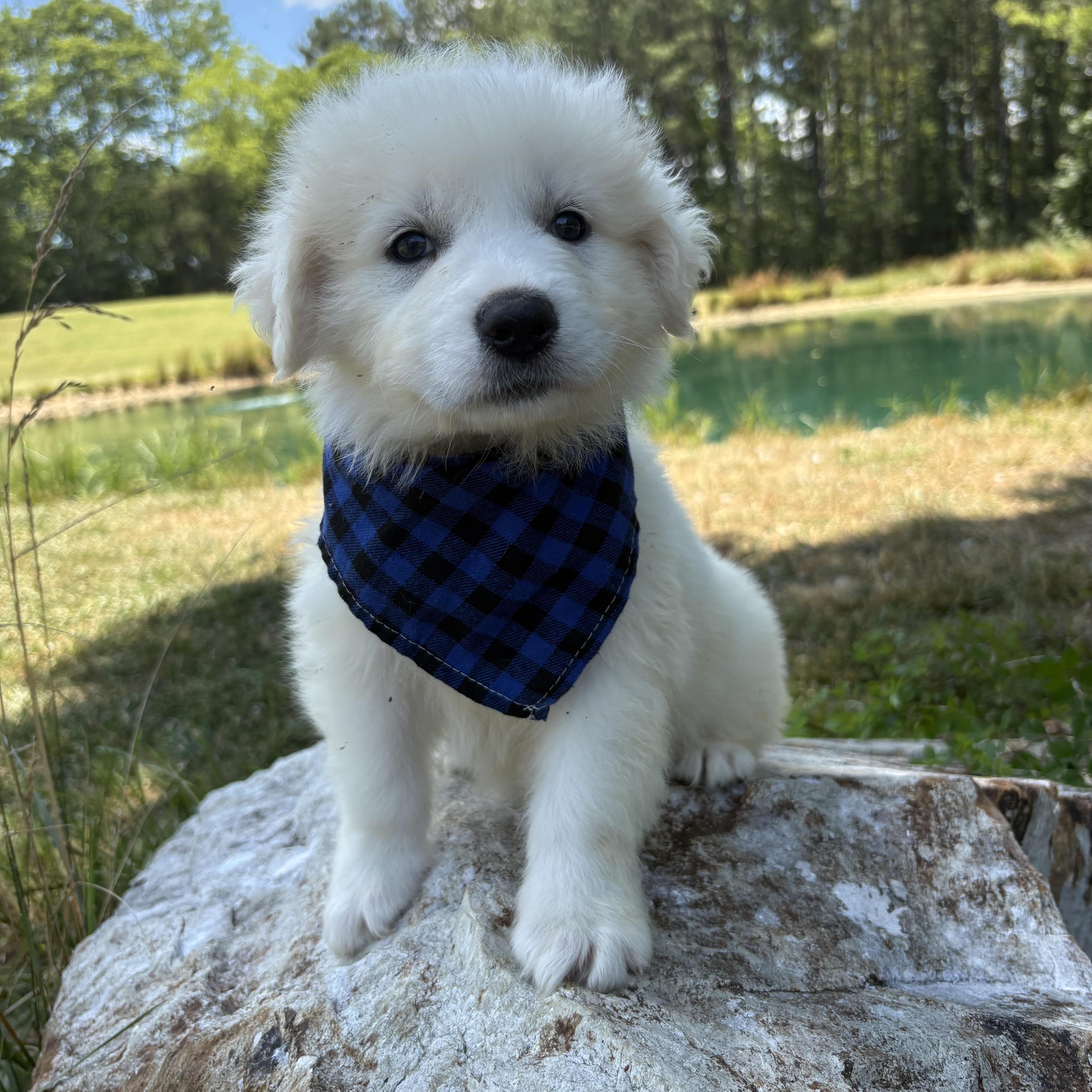 Lucky Charm, an adoptable Great Pyrenees in Pittsboro, NC image 4/5