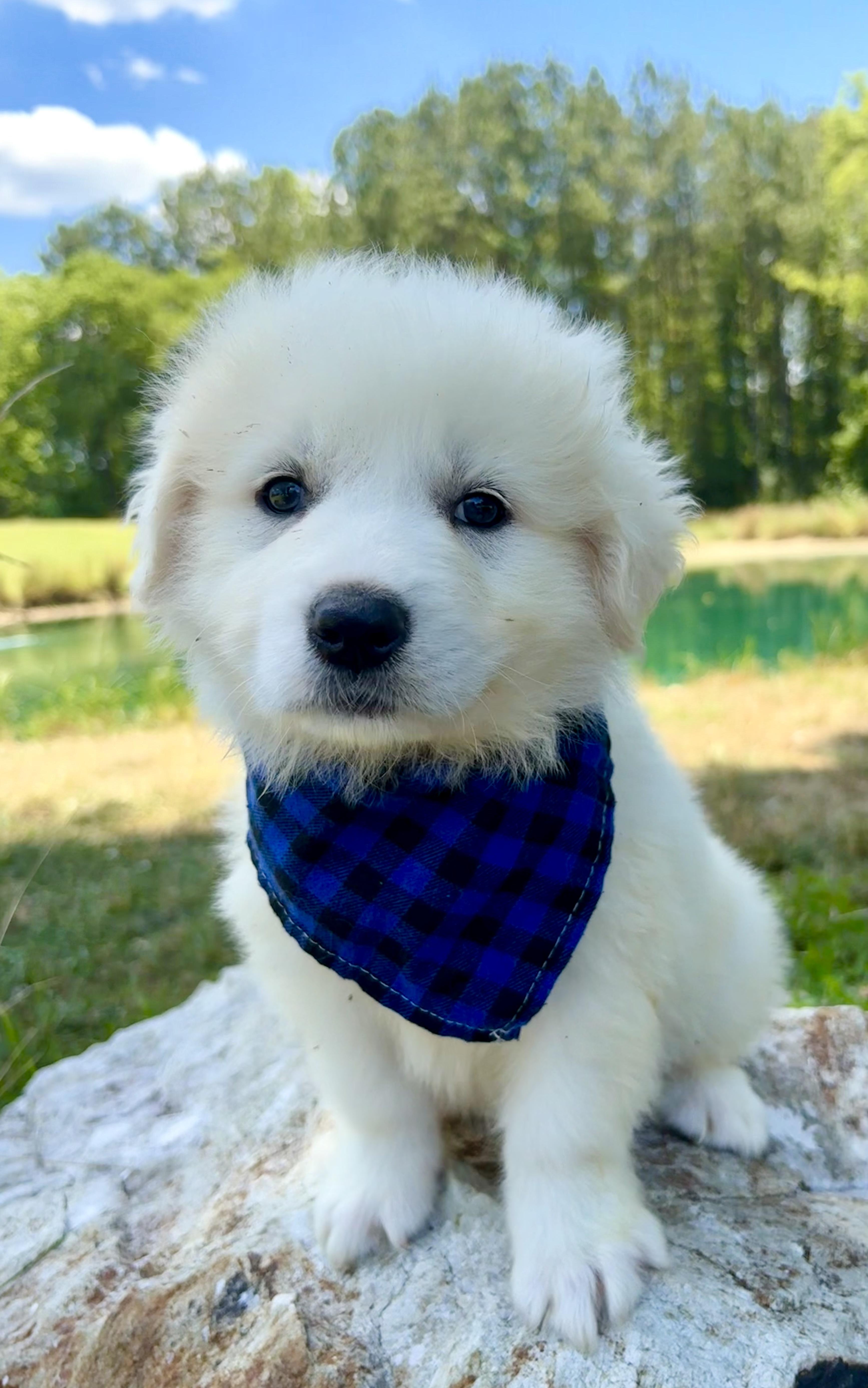 Lucky Charm, an adoptable Great Pyrenees in Pittsboro, NC image 3/5