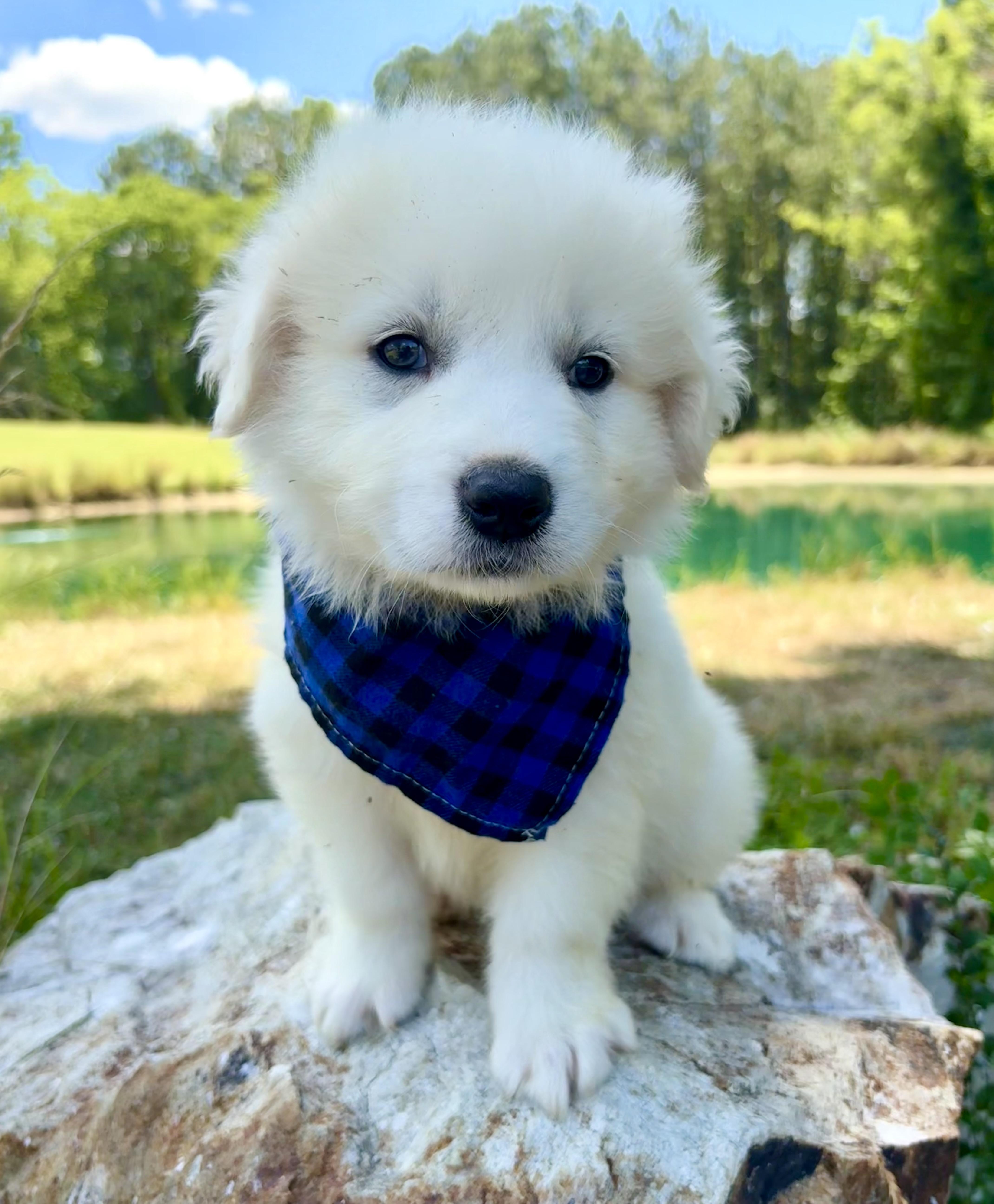 Lucky Charm, an adoptable Great Pyrenees in Pittsboro, NC image 2/5