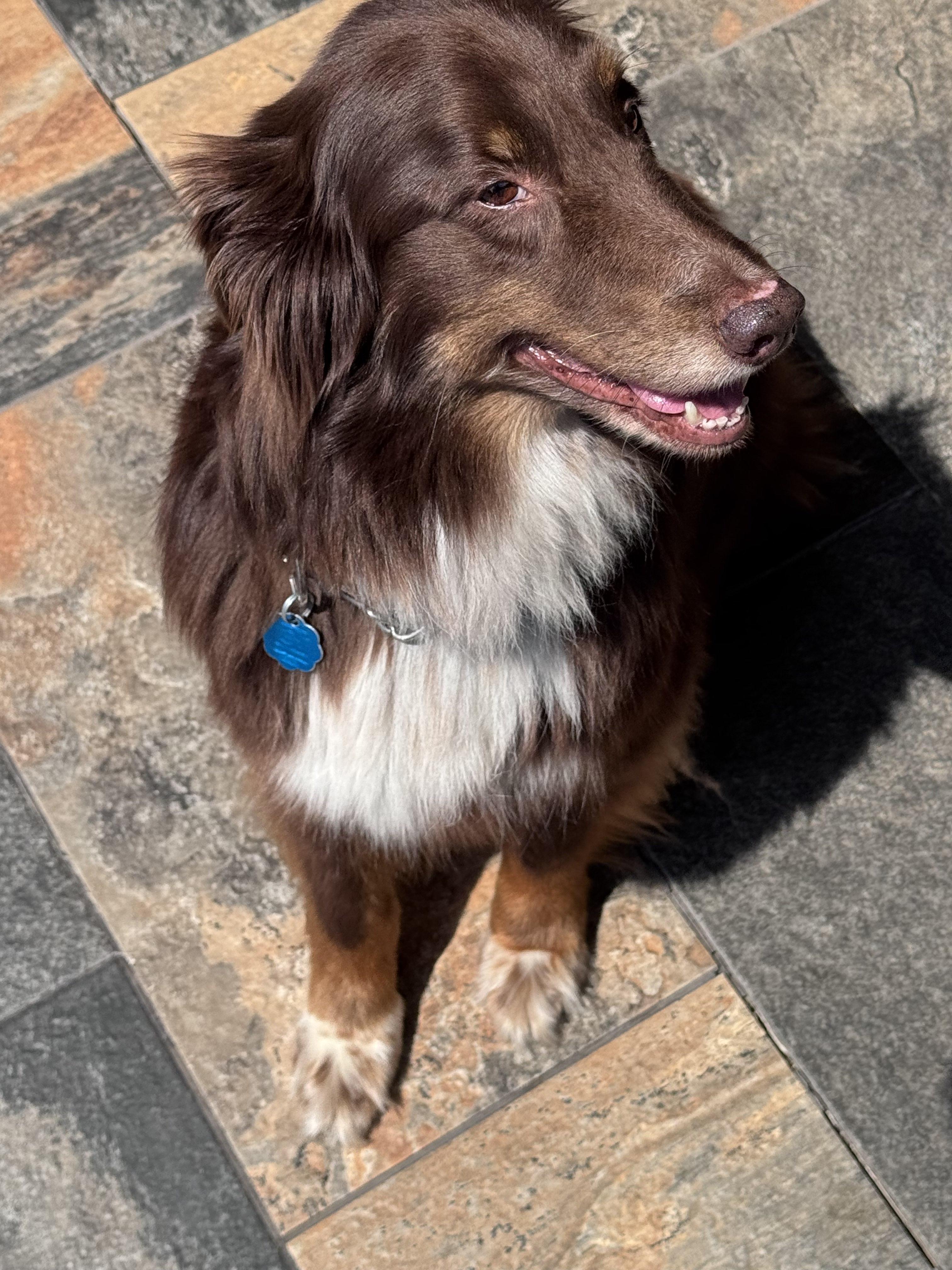Cocoa, a Adopted Australian Shepherd in Pantego, TX image 1/6