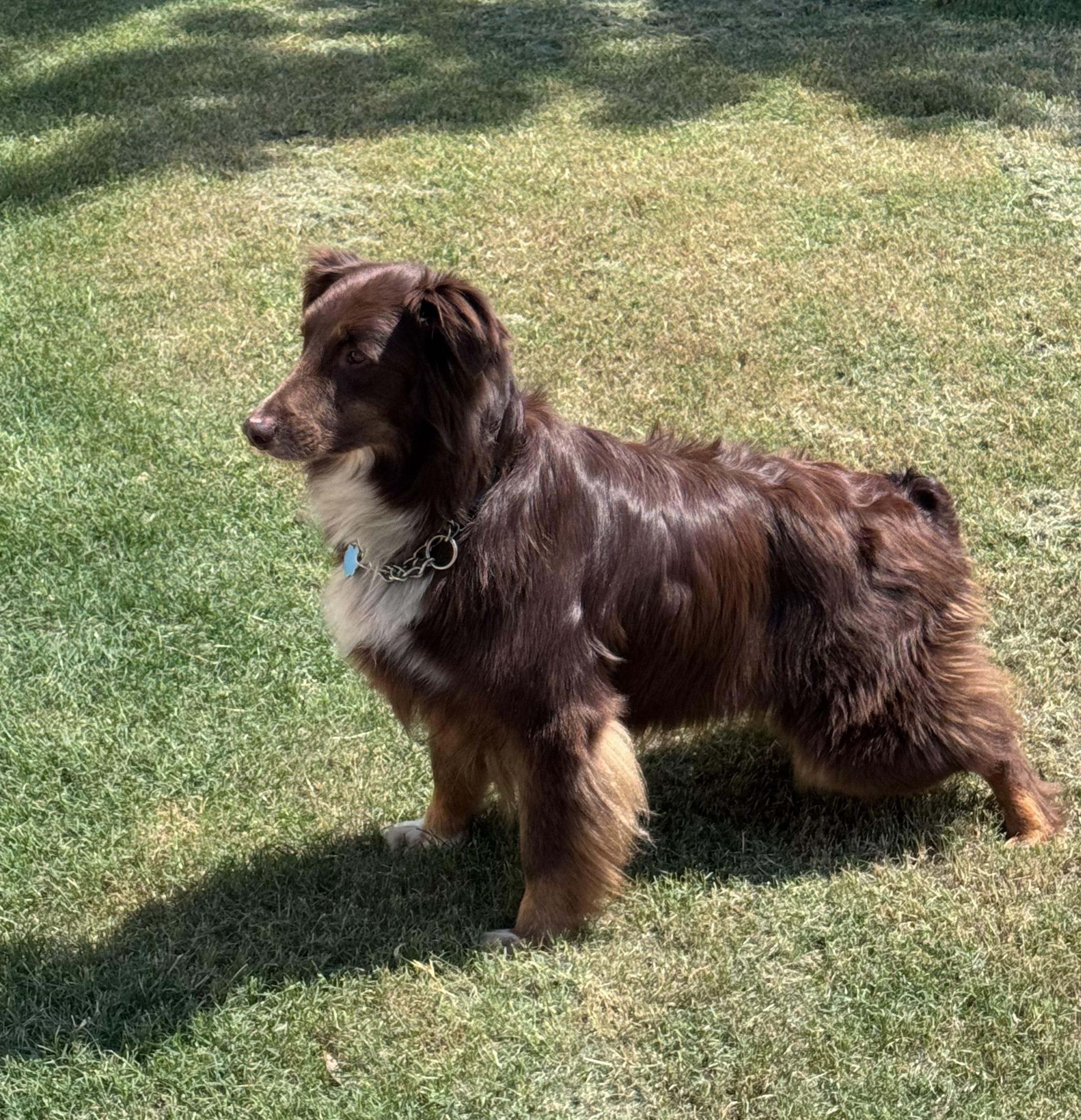 Cocoa, a Adopted Australian Shepherd in Pantego, TX image 2/6