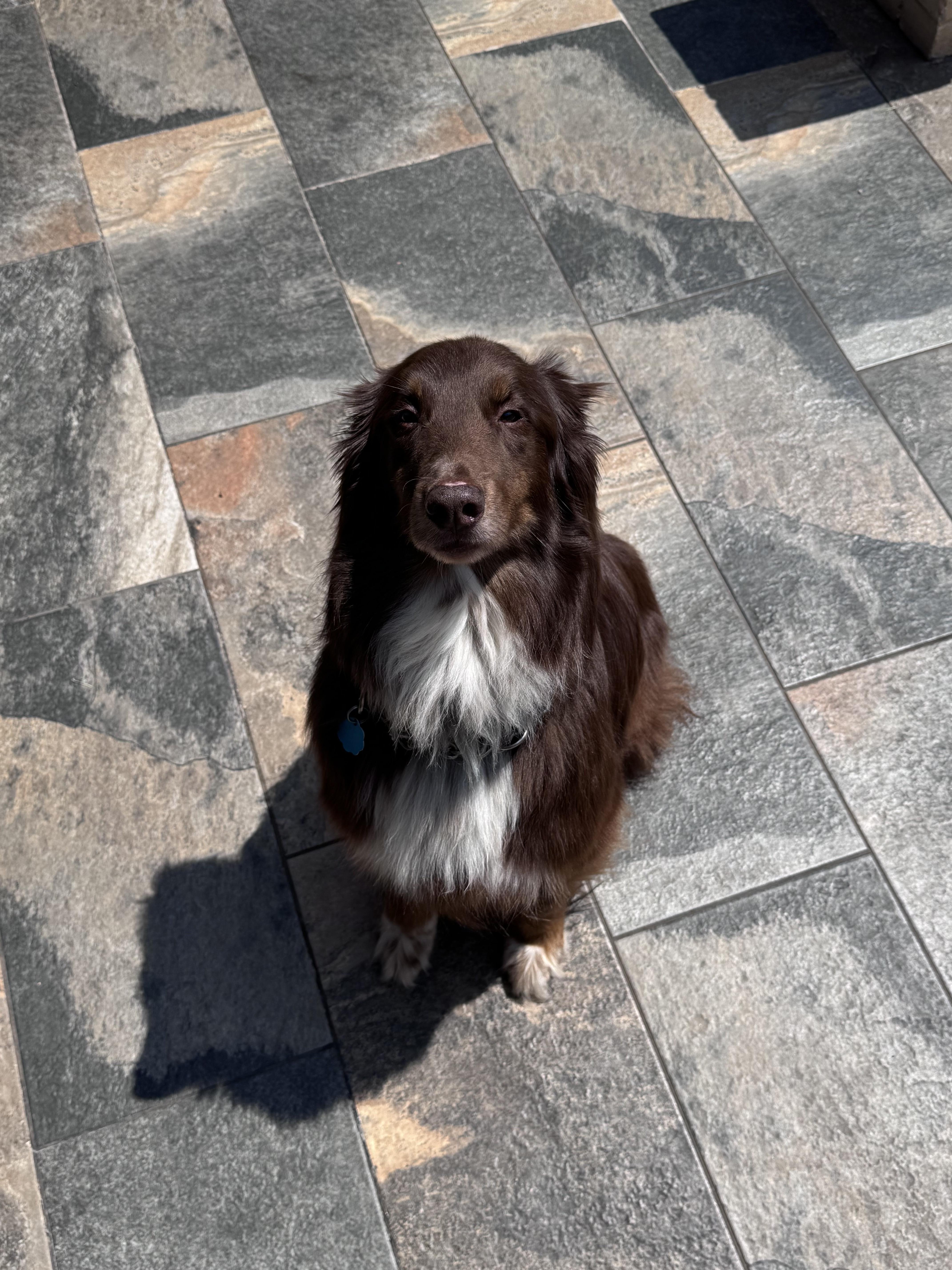 Cocoa, a Adopted Australian Shepherd in Pantego, TX image 3/6