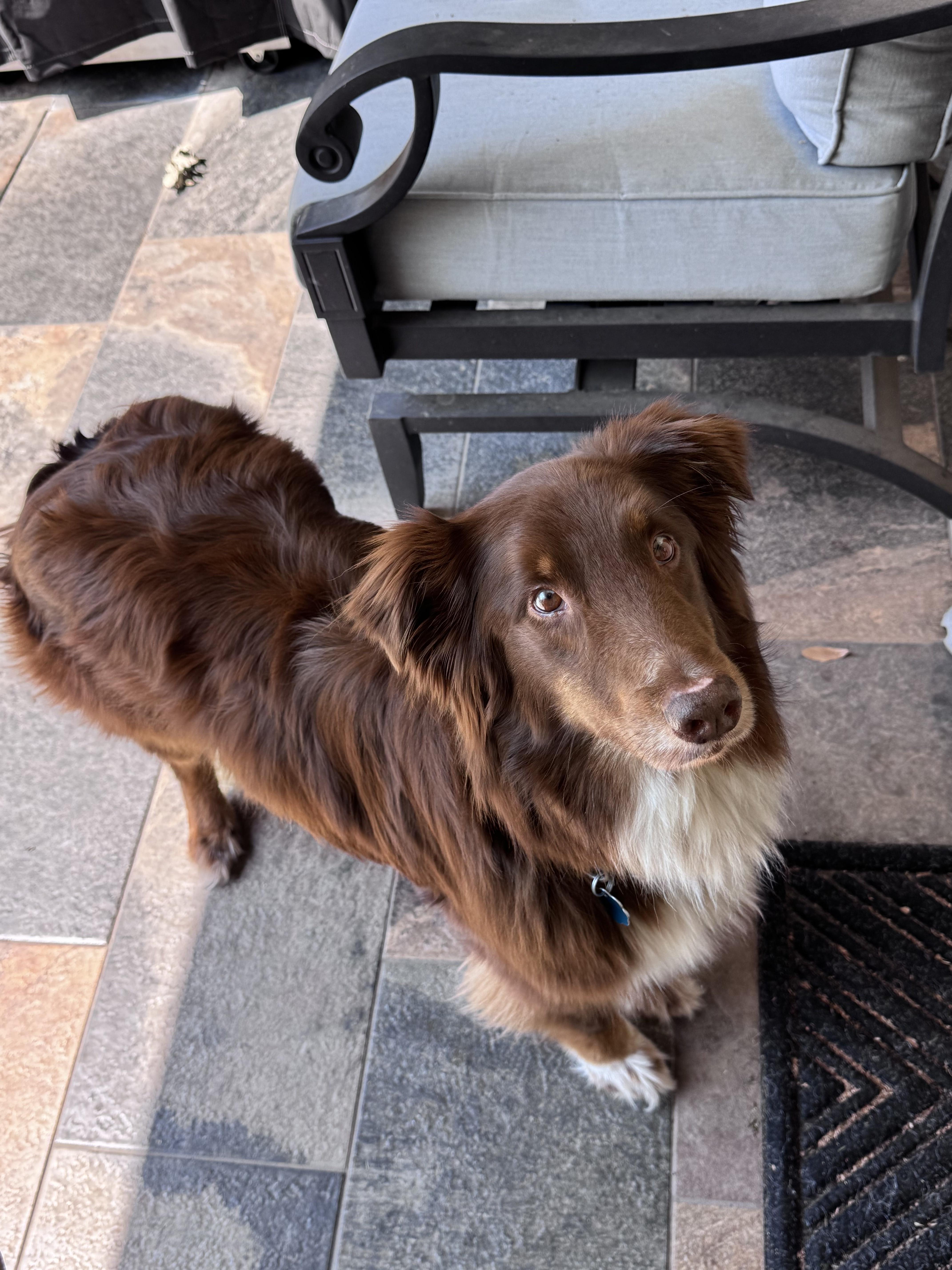 Cocoa, a Adopted Australian Shepherd in Pantego, TX image 5/6