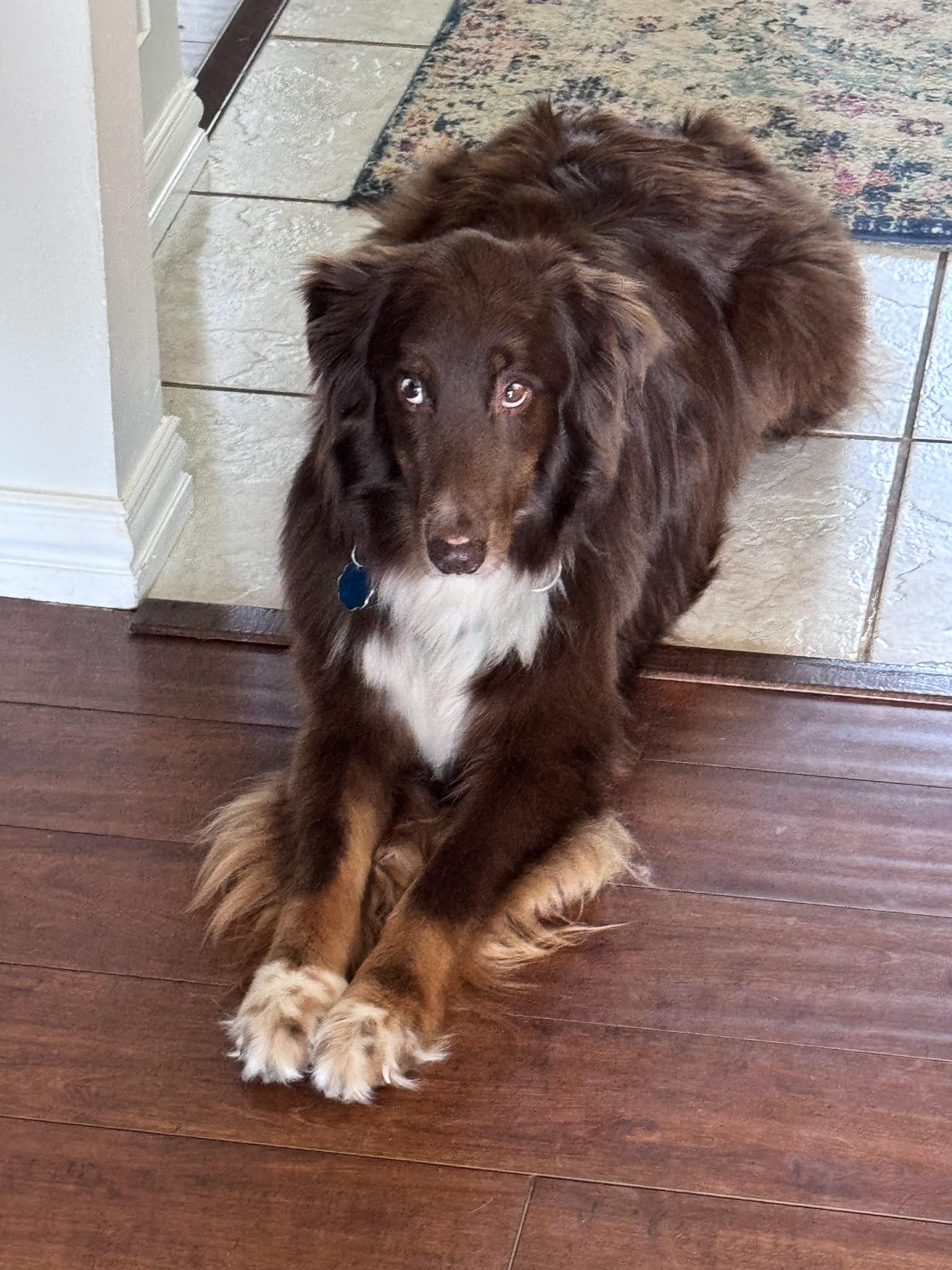 Cocoa, a Adopted Australian Shepherd in Pantego, TX image 6/6