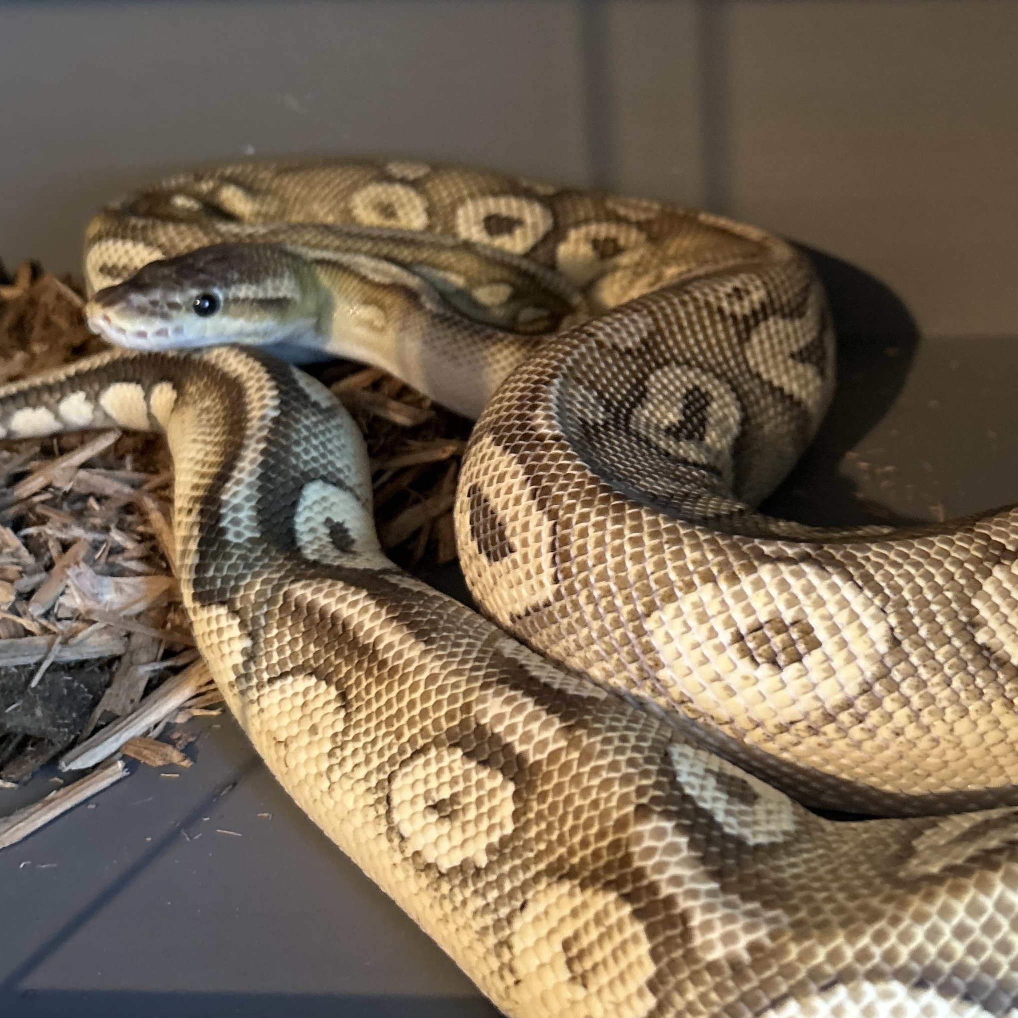 Petal Ball Python, Adult Unknown unknown