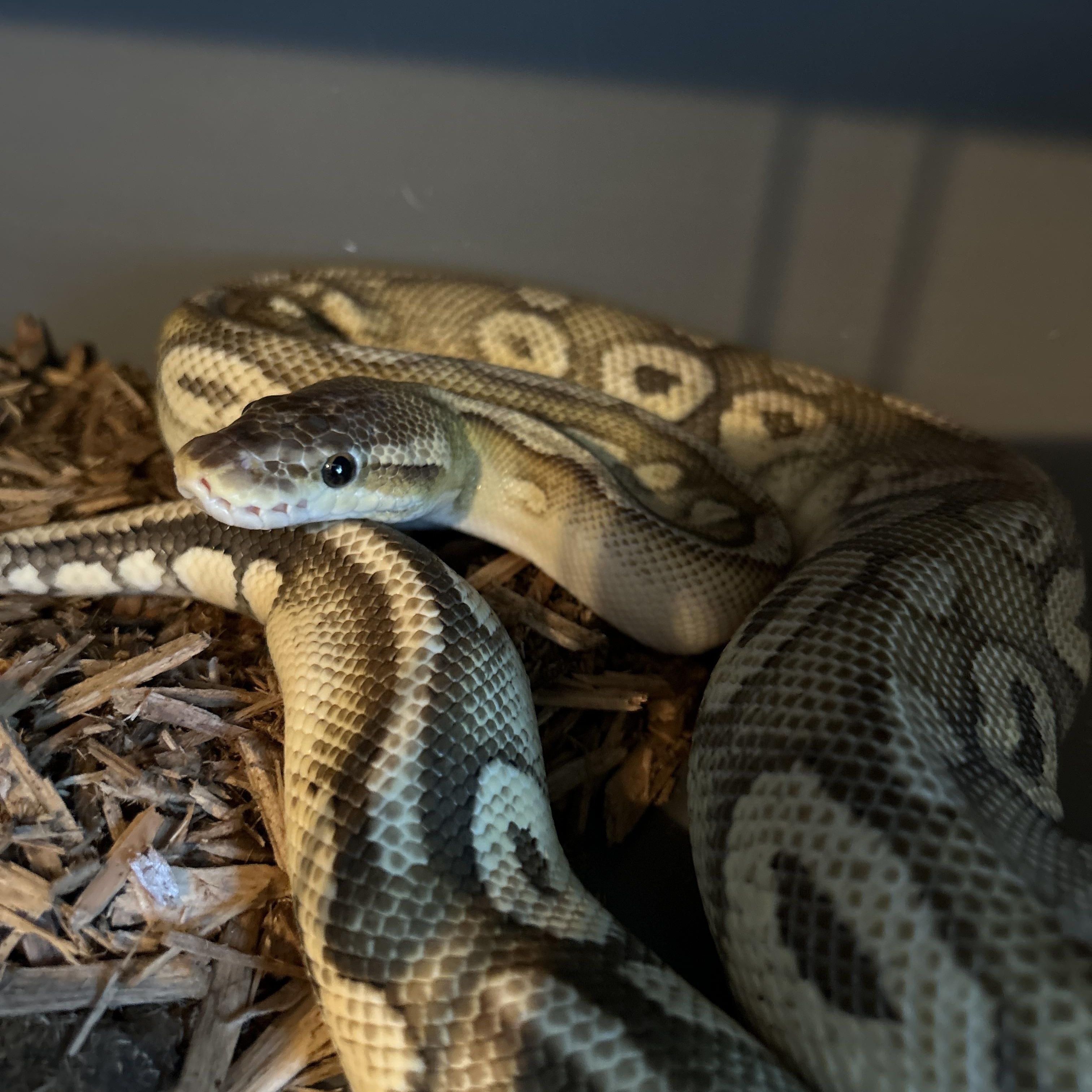 Petal Ball Python photo 2