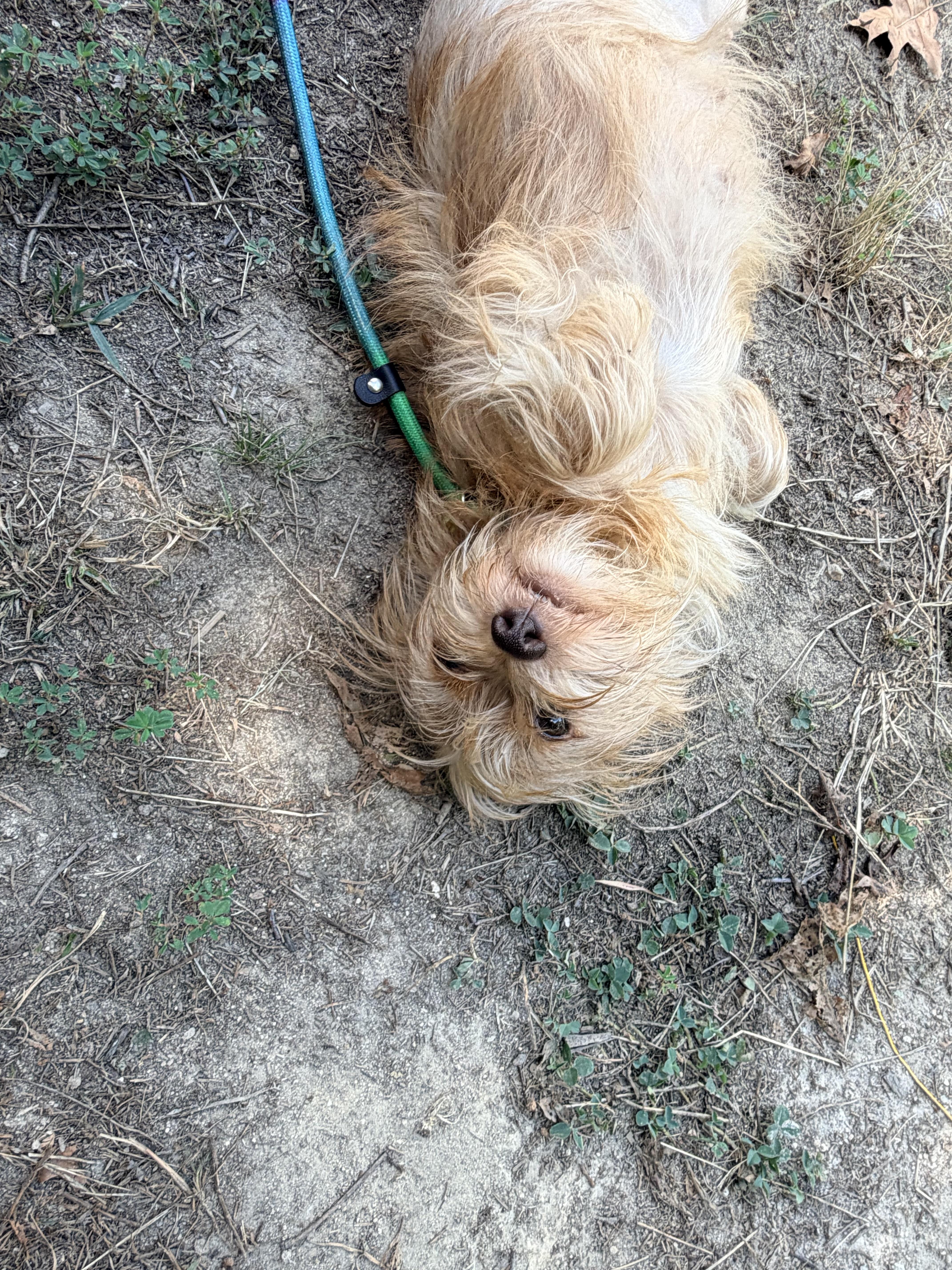 Enlarge Sadie, an adopted Wire Fox Terrier in Walkertown, NC image 4/4