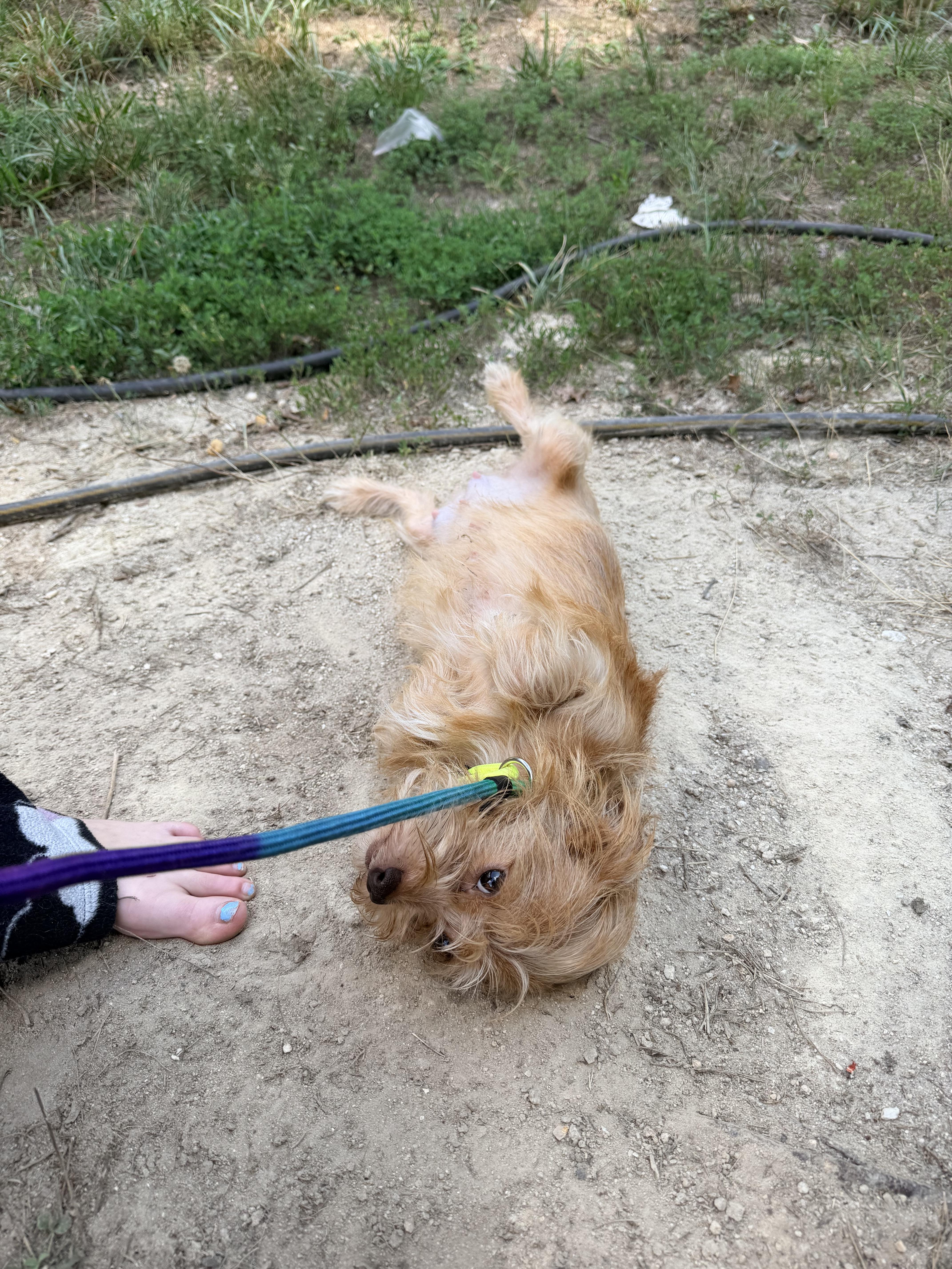 Enlarge Sadie, an adopted Wire Fox Terrier in Walkertown, NC image 2/4