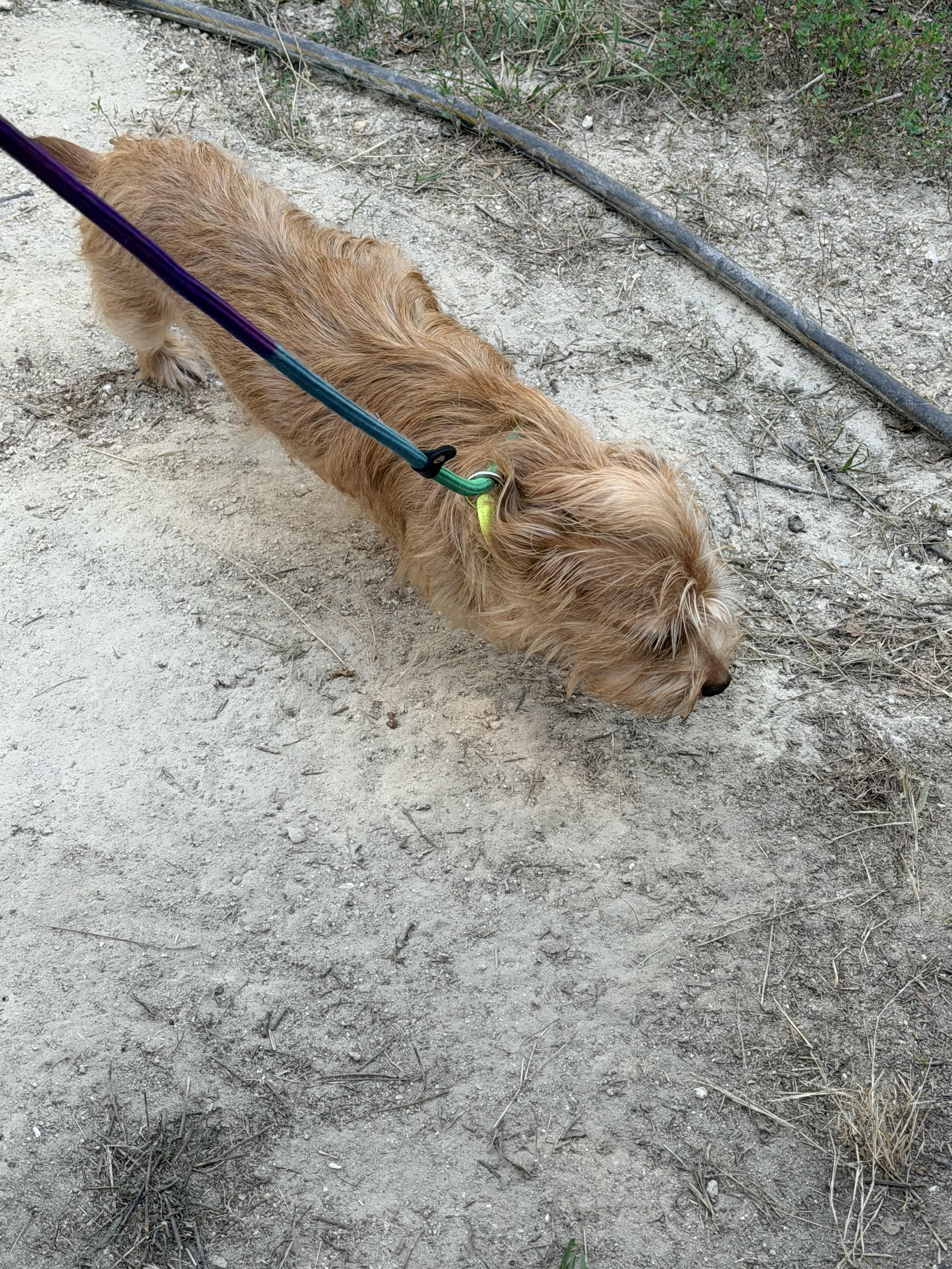 Enlarge Sadie, an adopted Wire Fox Terrier in Walkertown, NC image 1/4