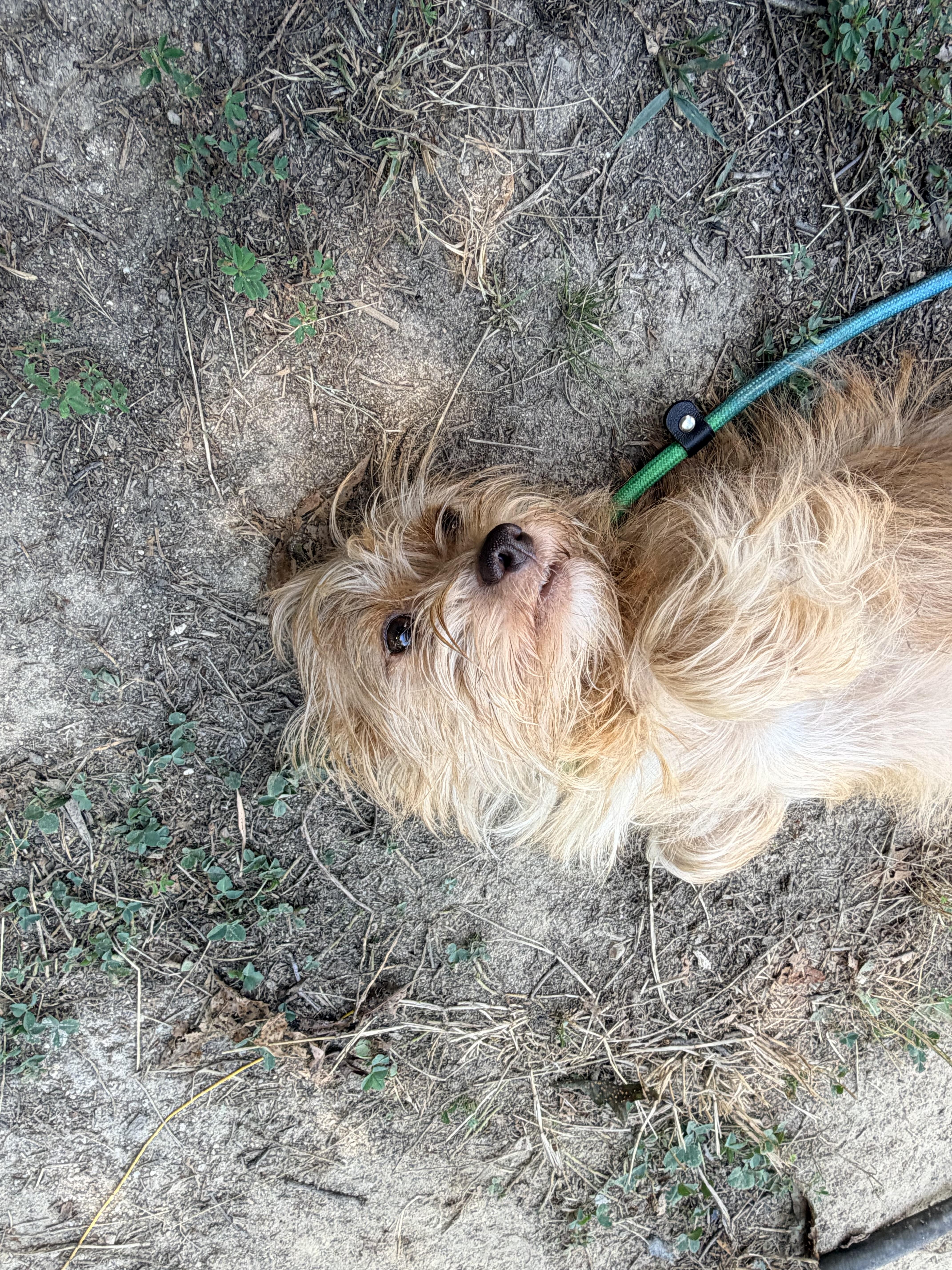 Enlarge Sadie, an adopted Wire Fox Terrier in Walkertown, NC image 3/4